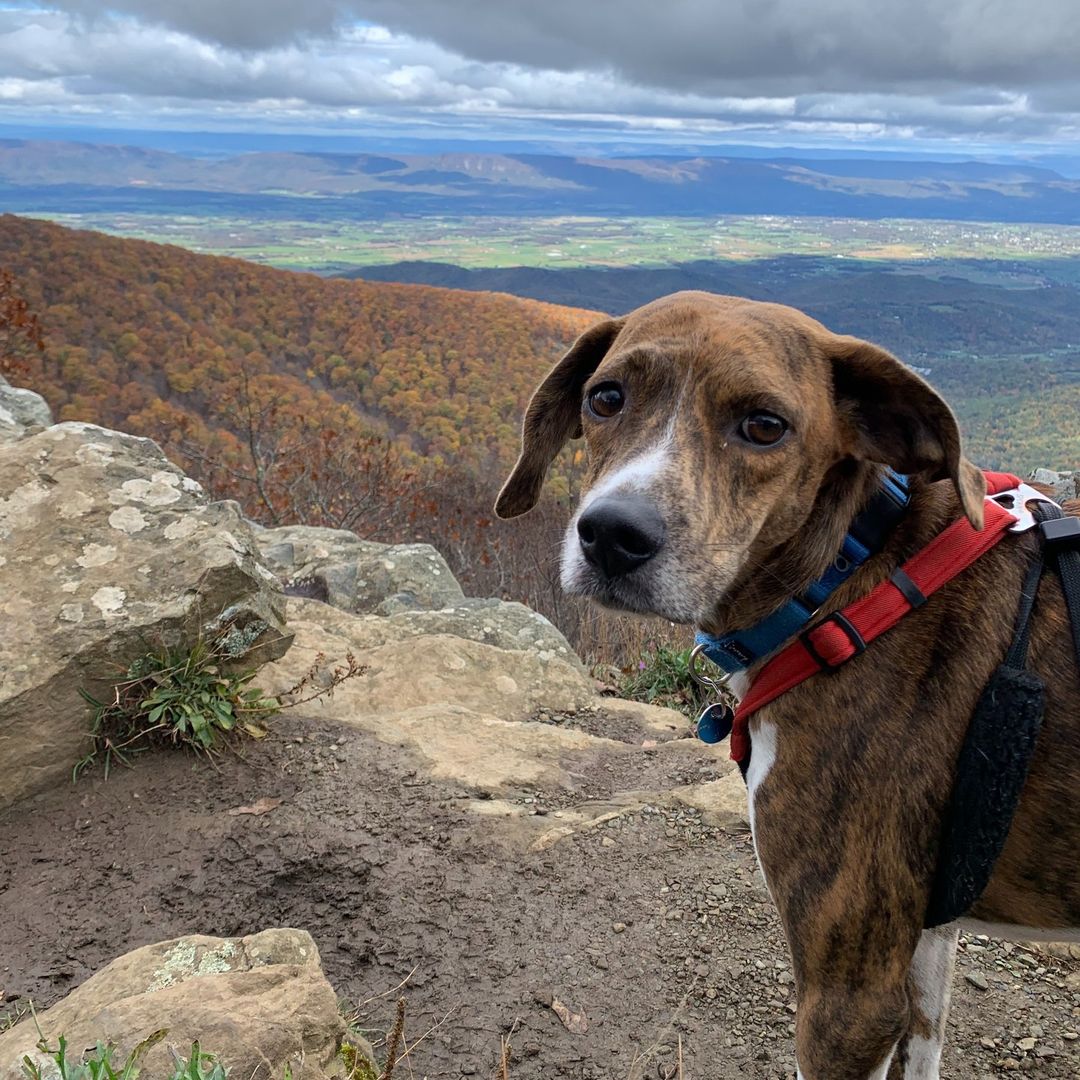 Adoptable Balor is grateful for his foster family, beautiful hikes, and his future furever home! 🥰

What are you grateful for? (Is it Balor being available for adoption? 😉)

More information about making this happy guy yours at link in bio! 🐾

<a target='_blank' href='https://www.instagram.com/explore/tags/AdoptBalor/'>#AdoptBalor</a> <a target='_blank' href='https://www.instagram.com/explore/tags/AdoptMe/'>#AdoptMe</a> <a target='_blank' href='https://www.instagram.com/explore/tags/Adoptable/'>#Adoptable</a> <a target='_blank' href='https://www.instagram.com/explore/tags/Thanksgiving/'>#Thanksgiving</a> <a target='_blank' href='https://www.instagram.com/explore/tags/RescueDogsofInstagram/'>#RescueDogsofInstagram</a> <a target='_blank' href='https://www.instagram.com/explore/tags/hound/'>#hound</a> <a target='_blank' href='https://www.instagram.com/explore/tags/houndrescue/'>#houndrescue</a> <a target='_blank' href='https://www.instagram.com/explore/tags/houndsofinstagram/'>#houndsofinstagram</a> <a target='_blank' href='https://www.instagram.com/explore/tags/hounddog/'>#hounddog</a> <a target='_blank' href='https://www.instagram.com/explore/tags/houndlife/'>#houndlife</a> <a target='_blank' href='https://www.instagram.com/explore/tags/houndlove/'>#houndlove</a> <a target='_blank' href='https://www.instagram.com/explore/tags/adoptahound/'>#adoptahound</a> <a target='_blank' href='https://www.instagram.com/explore/tags/dogsofdc/'>#dogsofdc</a> <a target='_blank' href='https://www.instagram.com/explore/tags/dcdogs/'>#dcdogs</a> <a target='_blank' href='https://www.instagram.com/explore/tags/fureverfamily/'>#fureverfamily</a> <a target='_blank' href='https://www.instagram.com/explore/tags/adoption/'>#adoption</a>