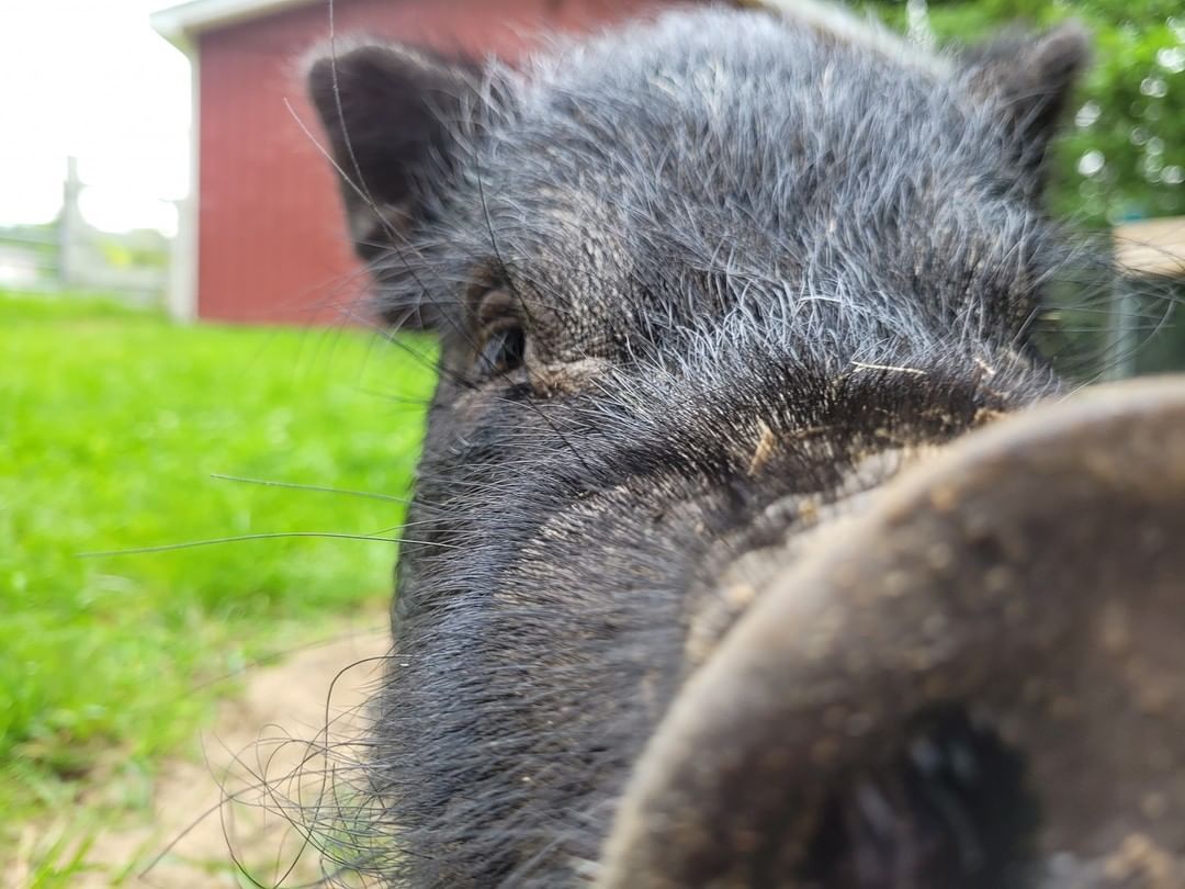 For this <a target='_blank' href='https://www.instagram.com/explore/tags/FarmAnimalFriday/'>#FarmAnimalFriday</a> we have Chief, our newest piggy resident here at the shelter! 

He was transferred to us from our local animal control. After taking some time getting used to the new farm, he now stays in our extra-large pig suite in our barn with our other two piggies Pearl and Wilbur! 

He's a Vietnamese Potbelly so he's much smaller than the average pig, and is between one and two years old! His favorite snacks include apple slices, carrots, and goldfish crackers!
