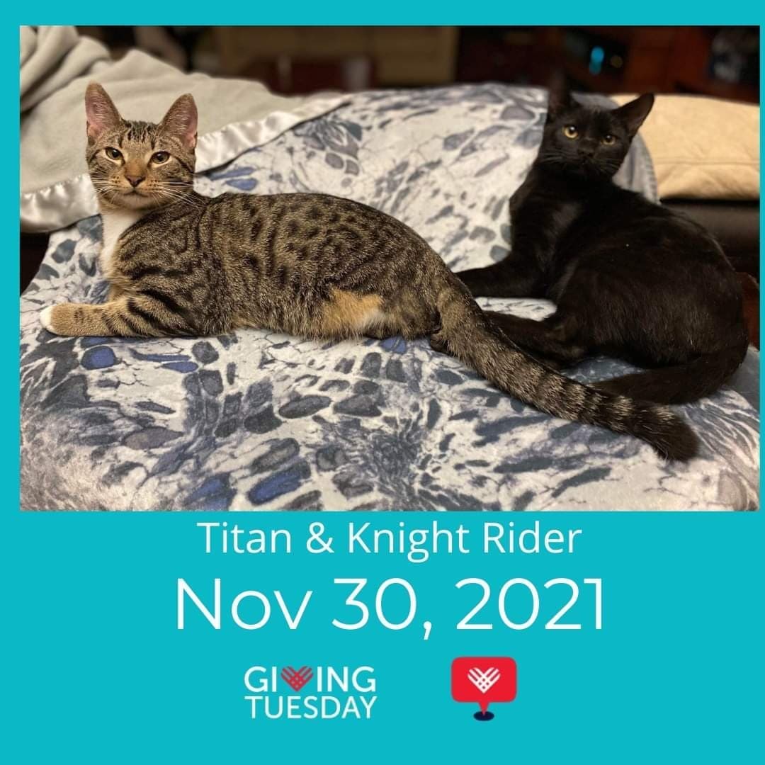 Titan had a back leg amputated in July and Knight Rider a front leg amputated in September. They went to the same foster home. Had surgery, one right after the other, got to heal and grow up together. They are absolute best friends! It is thanks to our donors that we were able to get these boys the surgeries they needed!

We would love for them to be adopted together! Apply for this tri-pawd duo at http://aavarescue.com/

Please consider donating to our cause on <a target='_blank' href='https://www.instagram.com/explore/tags/GivingTuesday2021/'>#GivingTuesday2021</a>! GivingTuesday was created in 2012 as a simple idea: a day that encourages people to do good. Over the past nine years, this idea has grown into a global movement that inspires hundreds of millions of people to give, collaborate, and celebrate generosity.