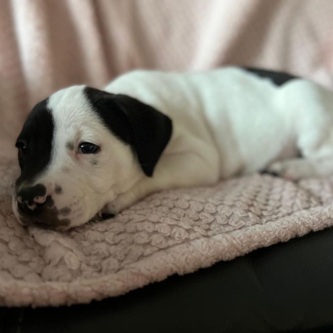 Meet Spud! 

This lovable chonky boi will absolutely melt your heart! He is very sweet and loves to cuddle. Sleeps all night in his crate without making a peep. He is working very hard on his potty training and is getting the hang of it. He would do great with another puppy or dog in the home as he’s still just a baby. Spud may just be the one you’ve been waiting for!

Spud is just 8 weeks old and a lab mix ready for happy ever after.

Apply to adopt Spud at savinghoperescue.org/adopt