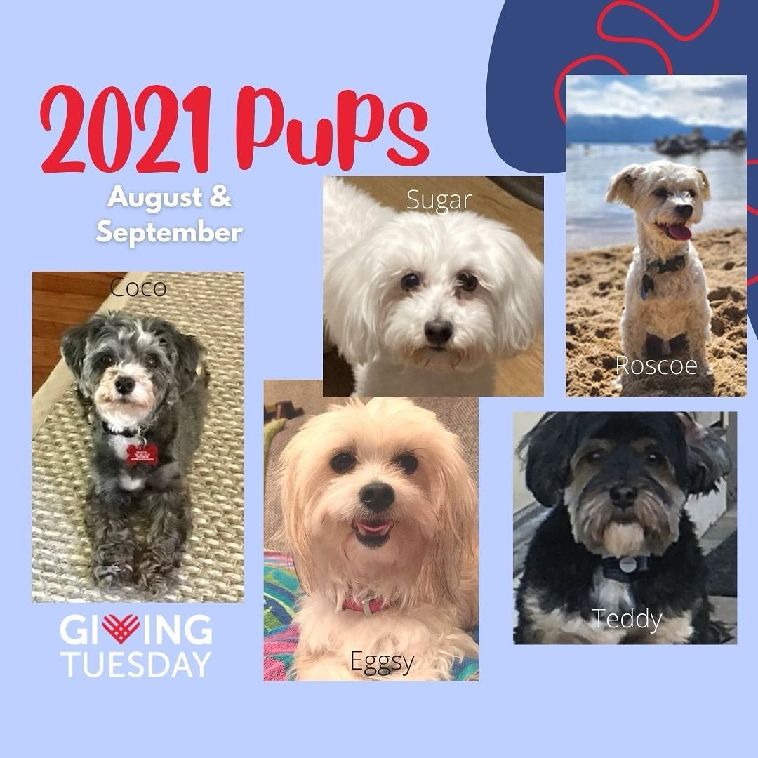 More 2021 pups!❤️

We’re hoping everyone had a great holiday!

Link to donate on our profile page too!

<a target='_blank' href='https://www.instagram.com/explore/tags/givingtuesday2021/'>#givingtuesday2021</a>
<a target='_blank' href='https://www.instagram.com/explore/tags/hrigivingtuesday/'>#hrigivingtuesday</a>
<a target='_blank' href='https://www.instagram.com/explore/tags/havanese/'>#havanese</a>
<a target='_blank' href='https://www.instagram.com/explore/tags/dogrescue/'>#dogrescue</a>
<a target='_blank' href='https://www.instagram.com/explore/tags/dogfoster/'>#dogfoster</a>