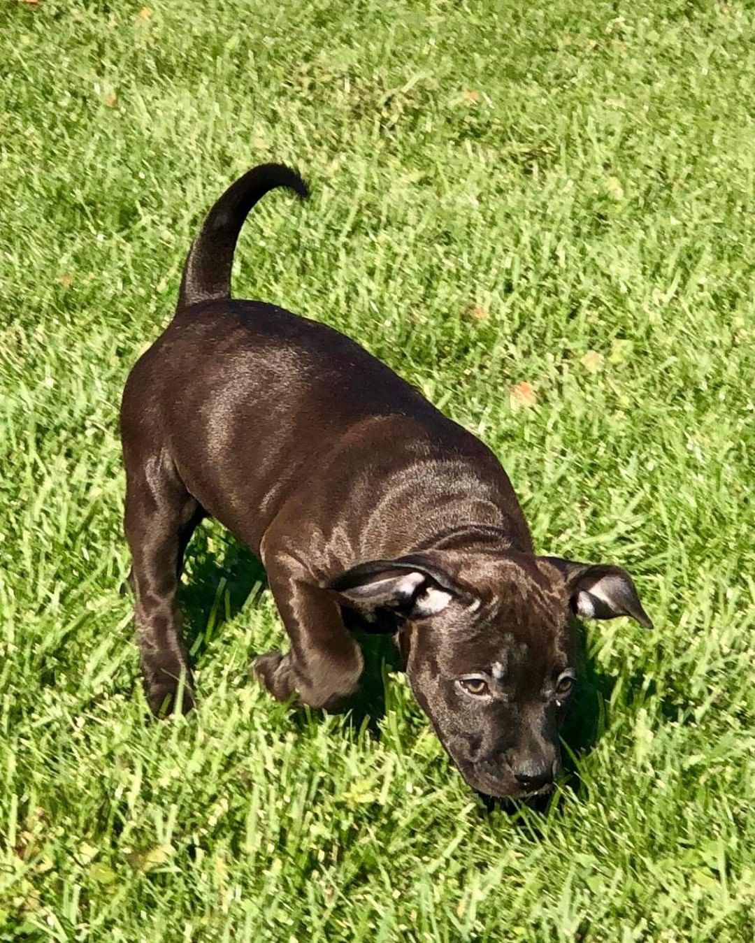 Sirius is a beautiful 12 week old mixed breed puppy.  Her black with a hint of brown color is stunning. She is very sweet, laid back, and a little on the shyer side.  She loves to be held and snuggles right up into your lap.  She does well with dogs big and small and loves playing in the yard with our children (the youngest being 8).

To be considered the first step is to apply here: https://www.pawsup4rescue.org/dog-cat-applicaiton 
We are located in Joliet Illinois and require adopters be within a 100-mile radius to adopt. If your app is picked we will be in touch by phone to set up a private meet.  If the dog is adopted we will post the adoption pic. Information on fees can be found here: https://www.pawsup4rescue.org/adoptions
<a target='_blank' href='https://www.instagram.com/explore/tags/pu4r/'>#pu4r</a> <a target='_blank' href='https://www.instagram.com/explore/tags/PawsUp4Rescue/'>#PawsUp4Rescue</a> <a target='_blank' href='https://www.instagram.com/explore/tags/fosterdog/'>#fosterdog</a> <a target='_blank' href='https://www.instagram.com/explore/tags/rescuedog/'>#rescuedog</a> <a target='_blank' href='https://www.instagram.com/explore/tags/adoptdontshop/'>#adoptdontshop</a>