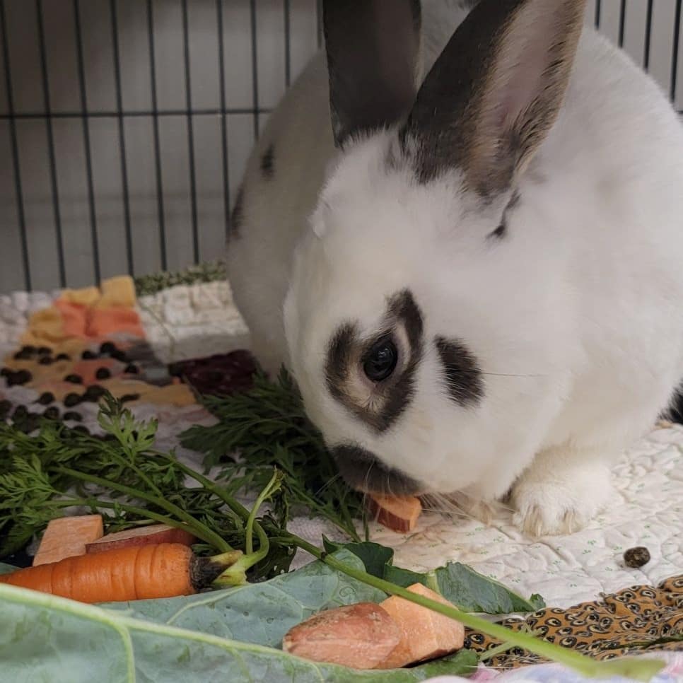 Did you know the Norfolk SPCA is also a temporary home for small mammals searching for their perfect match? 🐰

We currently have a variety of adoptable rabbits to choose from! Rabbits are extremely intelligent, social animals who show affection just like the dogs and cats you may already share your homes with. 

Swipe ⬅️ for photos of some of our current adoptables enjoying some fresh vegetables! 🥕🥬🍠