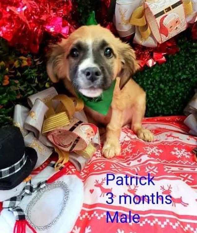 I run a small dog rescue called
Adopt Me Rescue here in the area and need fosters for all these puppies and willing to separate them.  They are 3 month old and are Pug mixed with Maltese.  They will be coming from TJ Mexico once I find fosters.  They are fully vetted before crossing the border.  They will have 1 round of shots and will need to be fixed as well when they are old enough.  If interested in fostering please go to our website and fill out our foster application www.adoptmerescue.org.  We provide you everything that you need including food, crate, peed pads and food and medical while under your care.