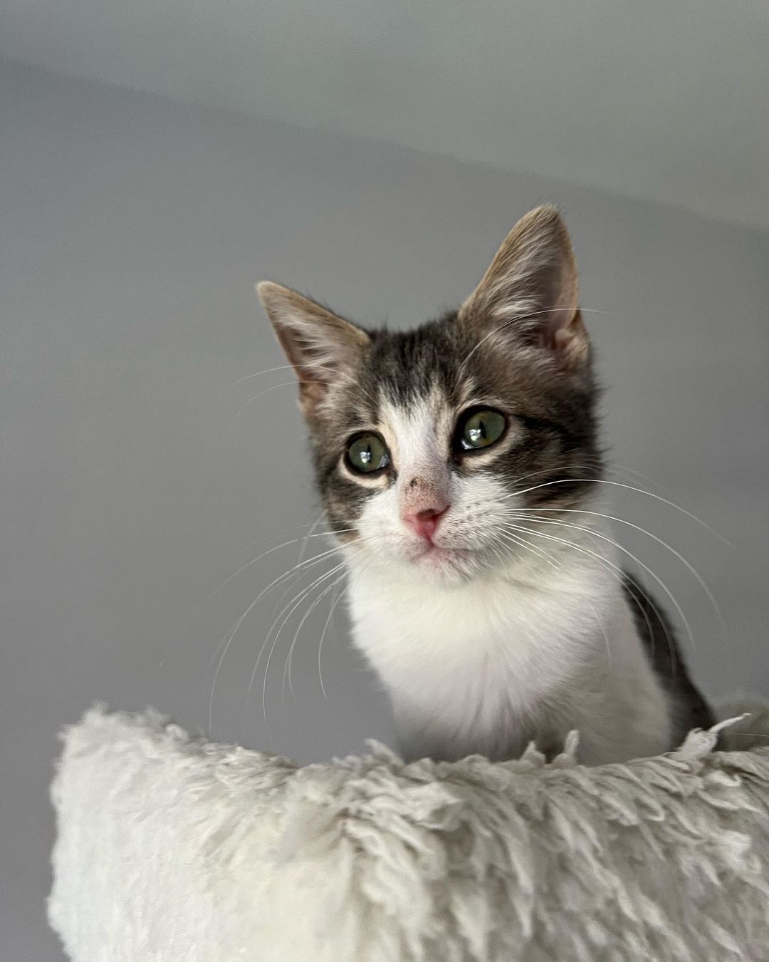 Hi Poppy!
This little cutie came into CAAT when a good Samaritan reached out to us for help. Her boyfriend was traveling in New Mexico when he found the little kitten outside. She was too little to leave on the street so he brought her in. She then called us and asked if he drove her back with him if we could rescue back. Luckily a new foster had just applied so we were able to bring her on. That was a few weeks ago and now she’s about 11 weeks old and ready for adoption! 
This little one is the purrfect little package. Playful, silly and fun. But then when she’s done playing she loves to get her cuddles on. Looking for a sweet sleeping partner? 
Since Poppy has been a Singleton she definitely is looking for a home with another cat so that she can finally play and be with another kitty. This is super important for her development. 
Poppy is also sort of a messy little eater and loves her food! 😂❤️ It’s giving her a little bit of acne on her nose from diving her face into the bowl. 😂😍🤦🏻‍♀️ As a tiny kitten she had to fend for herself on the streets, but hopefully she will start to realize soon that the food supply isn’t going away for her anytime soon. ❤️
DM for an adoption questionnaire for Poppy!
.
.
,
,
,
.
,
.
.
.
,
<a target='_blank' href='https://www.instagram.com/explore/tags/streetstothesheets/'>#streetstothesheets</a><a target='_blank' href='https://www.instagram.com/explore/tags/tabbykitten/'>#tabbykitten</a><a target='_blank' href='https://www.instagram.com/explore/tags/catpics/'>#catpics</a><a target='_blank' href='https://www.instagram.com/explore/tags/catlife/'>#catlife</a><a target='_blank' href='https://www.instagram.com/explore/tags/catfoster/'>#catfoster</a><a target='_blank' href='https://www.instagram.com/explore/tags/huffgrampost/'>#huffgrampost</a><a target='_blank' href='https://www.instagram.com/explore/tags/spayandneuter/'>#spayandneuter</a><a target='_blank' href='https://www.instagram.com/explore/tags/kittiesofinstagram/'>#kittiesofinstagram</a><a target='_blank' href='https://www.instagram.com/explore/tags/kittenlife/'>#kittenlife</a><a target='_blank' href='https://www.instagram.com/explore/tags/adoptme/'>#adoptme</a><a target='_blank' href='https://www.instagram.com/explore/tags/catfoster/'>#catfoster</a><a target='_blank' href='https://www.instagram.com/explore/tags/kittenfoster/'>#kittenfoster</a><a target='_blank' href='https://www.instagram.com/explore/tags/meowmonday/'>#meowmonday</a><a target='_blank' href='https://www.instagram.com/explore/tags/longbeach/'>#longbeach</a><a target='_blank' href='https://www.instagram.com/explore/tags/kittykat/'>#kittykat</a><a target='_blank' href='https://www.instagram.com/explore/tags/adoptdontshop/'>#adoptdontshop</a>