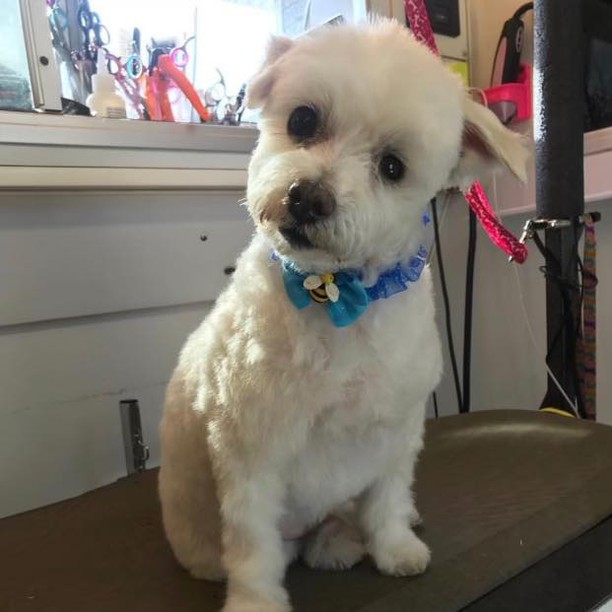 𝗧𝗛𝗘𝗡 ➡️ 𝗡𝗢𝗪
Gotti came to SNARR barely weighing 4 pounds. He was completely emaciated, malnourished and covered in poop, matted and in severe pain.

We were asked to take Gotti from a shelter
down South. He was an owner surrender and was diagnosed with a severe anal hernia which
required a specialty surgery.

Gotti got all the TLC he needed and is now living the good life!

Please support us this <a target='_blank' href='https://www.instagram.com/explore/tags/GivingTuesday/'>#GivingTuesday</a> so that we can continue saving dogs like Gotti and giving them their happily ever after!

Donation can be sent:
🐾 via PayPal: https://www.paypal.me/
snarrnortheast
🐾 website: www.snarrnortheast.org/donate
🐾 Venmo @CB-snarrnortheast
🐾 Mail to : PO Box 307 White Plains NY 10602
🐾 Giving Grid: https://www.givinggrid.com/ouphtz/
🐾 Facebook Fundraiser: https://www.facebook.com/donate/881080309216115/

<a target='_blank' href='https://www.instagram.com/explore/tags/adoptdontshop/'>#adoptdontshop</a> <a target='_blank' href='https://www.instagram.com/explore/tags/rescue/'>#rescue</a> <a target='_blank' href='https://www.instagram.com/explore/tags/animallovers/'>#animallovers</a> <a target='_blank' href='https://www.instagram.com/explore/tags/dog/'>#dog</a> <a target='_blank' href='https://www.instagram.com/explore/tags/love/'>#love</a> <a target='_blank' href='https://www.instagram.com/explore/tags/dogrescue/'>#dogrescue</a> <a target='_blank' href='https://www.instagram.com/explore/tags/rescuedog/'>#rescuedog</a> <a target='_blank' href='https://www.instagram.com/explore/tags/adopt/'>#adopt</a>
<a target='_blank' href='https://www.instagram.com/explore/tags/fosteringsaveslives/'>#fosteringsaveslives</a> <a target='_blank' href='https://www.instagram.com/explore/tags/doglover/'>#doglover</a> <a target='_blank' href='https://www.instagram.com/explore/tags/snarrnortheastrescue/'>#snarrnortheastrescue</a> <a target='_blank' href='https://www.instagram.com/explore/tags/givinghopetothehopeless/'>#givinghopetothehopeless</a> <a target='_blank' href='https://www.instagram.com/explore/tags/secondchances/'>#secondchances</a> <a target='_blank' href='https://www.instagram.com/explore/tags/donate/'>#donate</a> <a target='_blank' href='https://www.instagram.com/explore/tags/givingtuesday/'>#givingtuesday</a>