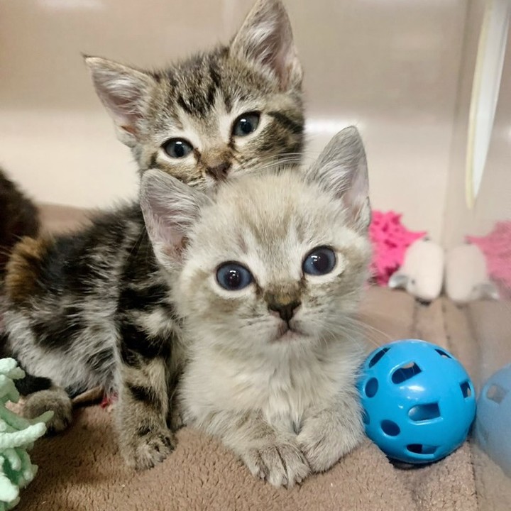 HOLIDAY KITTENS!
Take a sneak peak at a few of our kittens that will be ready for the holidays.  Check out our website on December 1 to find out more.  www.catrangers.org.