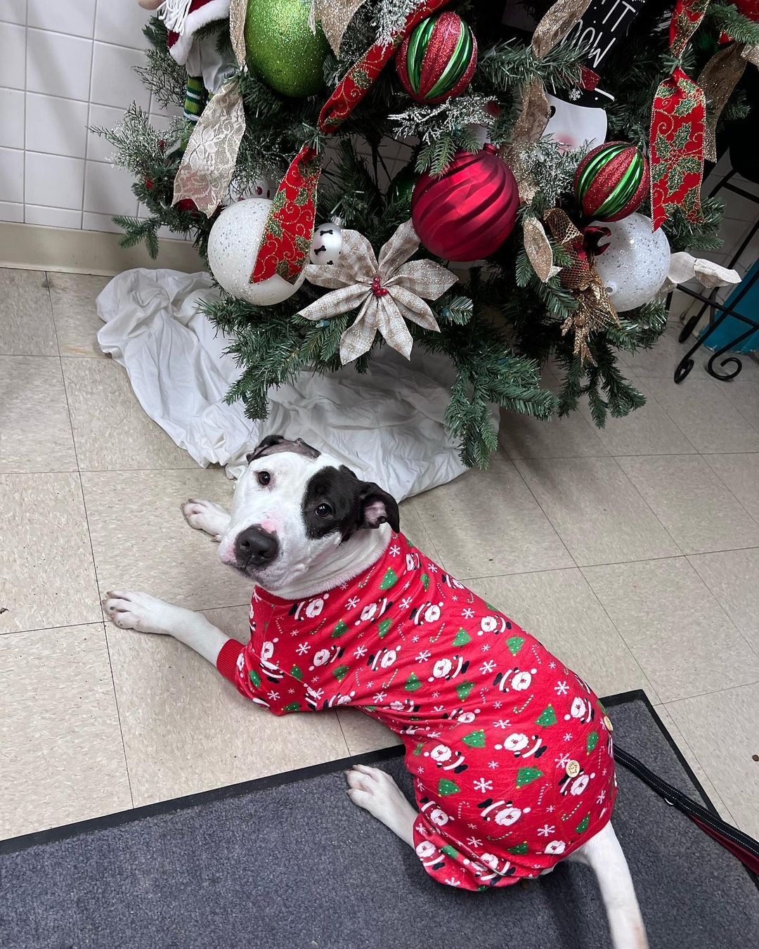 Four-year-old Oreo has been with us since April. Oreo came to us very pregnant, had nine babies and of course they've all been adopted and she's still sitting here waiting. Oreo walks nice on a leash, appears doggy OK, you can bring your dog by for a meet. Oreo would love to get out of here and into a home for the holidays. If interested send us an email we can get you over the application and set up to meet her tintonfallsahs@ahsppz.org