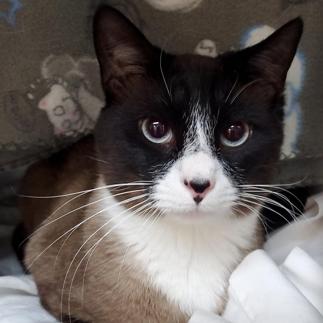 MUNCHKIN'
2yo stunning male.

He is as cute as he looks, but better in person. 
Loves pets and rubbing up against you. SUPER affectionate.

You're not infatuated with Munchkin'; you're in love.
Adopt your soulmate: https://www.shelterluv.com/matchme/adopt/CHO/Cat