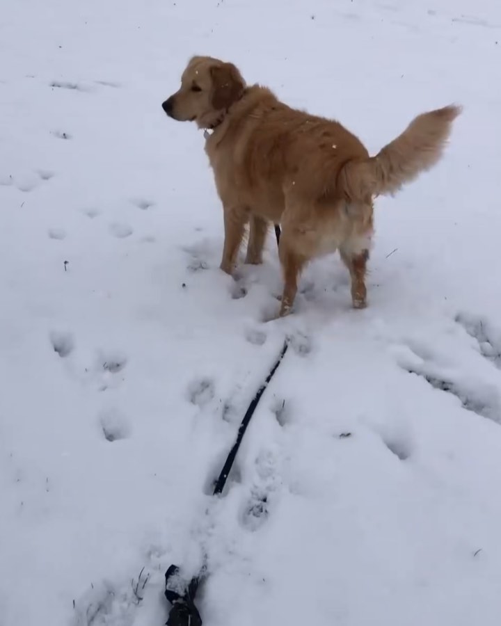 Their first snow fall ❄️

Some of our Paws rescues were so excited to see snow for the first time… some not so much! 

What was your dog’s first reaction to snow? 

<a target='_blank' href='https://www.instagram.com/explore/tags/adoptdontshop/'>#adoptdontshop</a> <a target='_blank' href='https://www.instagram.com/explore/tags/rescue/'>#rescue</a> <a target='_blank' href='https://www.instagram.com/explore/tags/adopt/'>#adopt</a> <a target='_blank' href='https://www.instagram.com/explore/tags/snow/'>#snow</a> <a target='_blank' href='https://www.instagram.com/explore/tags/dogsofinstagram/'>#dogsofinstagram</a>