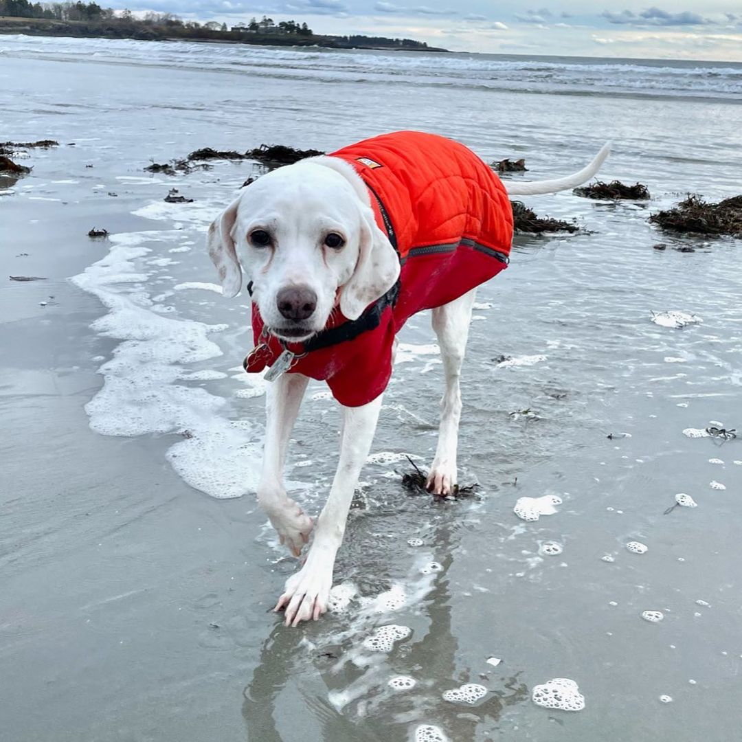 We are so thankful for all our volunteers and adopters! Happy Thanksgiving! 🍁🍁
🐾
🐾
<a target='_blank' href='https://www.instagram.com/explore/tags/pointer/'>#pointer</a> <a target='_blank' href='https://www.instagram.com/explore/tags/dog/'>#dog</a> <a target='_blank' href='https://www.instagram.com/explore/tags/dogs/'>#dogs</a> <a target='_blank' href='https://www.instagram.com/explore/tags/adoptpurelove/'>#adoptpurelove</a> <a target='_blank' href='https://www.instagram.com/explore/tags/pointersofinstagram/'>#pointersofinstagram</a> <a target='_blank' href='https://www.instagram.com/explore/tags/apr/'>#apr</a> <a target='_blank' href='https://www.instagram.com/explore/tags/dogsofinstagram/'>#dogsofinstagram</a> <a target='_blank' href='https://www.instagram.com/explore/tags/thanksgiving/'>#thanksgiving</a>