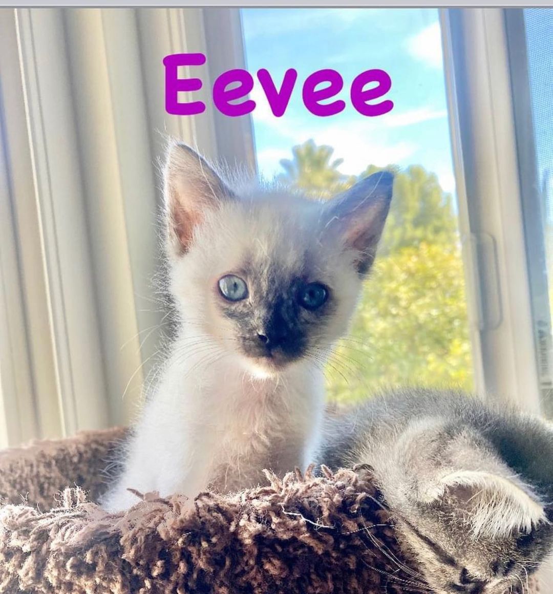 😻CUTENESS ALERT! 🚨 
-8 weeks old
-Former bottle babies
- Gengar is male
-Eevee, Umbreon and Meowth
are females 
😽Meet the Pokémon crew!! 
These guys are a pile of cuddles. They are all SUPER friendly, socialized, do well with Foster’s kids (boys age 4 and 7). They are just learning how to play and wrestle. They are a bundle of kitten energy and love their wet food!
When they are all tuckered out they will cuddle with each other for naps- but the moment you walk in the door they are meowing to get a good spot to cuddle on your lap. They instantly purr upon being held and love being kissed on. At night they cuddle up with the Foster and sleep. These guys are going to be the sweetest, well socialized pets ever!!! 
Must go as pairs or into a home with a pet already waiting to be their new best friend. 
Interested? DM for an adoption questionnaire! 
.
.
.
.

<a target='_blank' href='https://www.instagram.com/explore/tags/adoptdontshop/'>#adoptdontshop</a> <a target='_blank' href='https://www.instagram.com/explore/tags/rescuekittensoflosangeles/'>#rescuekittensoflosangeles</a> <a target='_blank' href='https://www.instagram.com/explore/tags/kittensforadoption2021/'>#kittensforadoption2021</a> <a target='_blank' href='https://www.instagram.com/explore/tags/spayandneuteryourpets/'>#spayandneuteryourpets</a> <a target='_blank' href='https://www.instagram.com/explore/tags/bottlefedkittens/'>#bottlefedkittens</a> <a target='_blank' href='https://www.instagram.com/explore/tags/cuddlebugs/'>#cuddlebugs</a><a target='_blank' href='https://www.instagram.com/explore/tags/saturdaycaturday/'>#saturdaycaturday</a><a target='_blank' href='https://www.instagram.com/explore/tags/adoptme/'>#adoptme</a>
