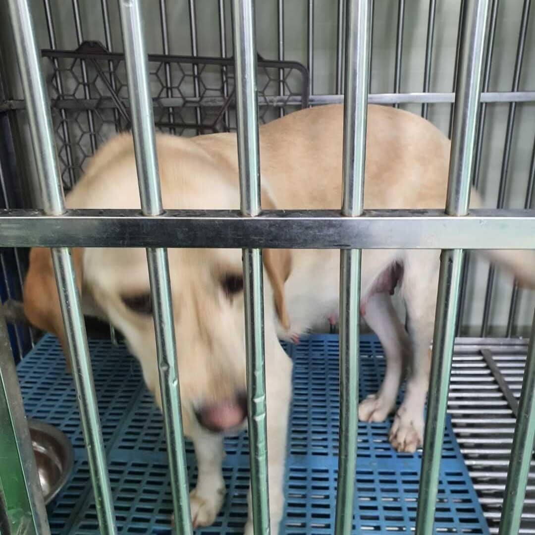 Cheyenne <a target='_blank' href='https://www.instagram.com/explore/tags/rrlv_cheyenne/'>#rrlv_cheyenne</a>
😭 This poor girl was hit by a car and is pregnant. 💔🥺
🙏🙏🙏🙏🙏🙏🙏
My goodness sweet girl stay strong. We love you already! 💗
Thank you @qor0604 for saving her and her babies. 

We need donations 🙏🙏😭
This is going to be a lot of vet bills but from her smile she is strong so we must be too. 
Donations always needed. 🙏
All tax deductible 501c3 
Venmo @retrieverrescuelv
Paypal and Zelle dani@retrieverrescue.org
Or Donate button on our website RetrieverRescuelv.com

<a target='_blank' href='https://www.instagram.com/explore/tags/retrieverrescuelv/'>#retrieverrescuelv</a> <a target='_blank' href='https://www.instagram.com/explore/tags/rescuedogs/'>#rescuedogs</a> <a target='_blank' href='https://www.instagram.com/explore/tags/stopdogmeat/'>#stopdogmeat</a> <a target='_blank' href='https://www.instagram.com/explore/tags/stopanimalcruelty/'>#stopanimalcruelty</a> <a target='_blank' href='https://www.instagram.com/explore/tags/enddogmeatcruelty/'>#enddogmeatcruelty</a> <a target='_blank' href='https://www.instagram.com/explore/tags/retrieveroflasvegas/'>#retrieveroflasvegas</a> <a target='_blank' href='https://www.instagram.com/explore/tags/lasvegasrescue/'>#lasvegasrescue</a> <a target='_blank' href='https://www.instagram.com/explore/tags/lasvegaspets/'>#lasvegaspets</a> <a target='_blank' href='https://www.instagram.com/explore/tags/lasvegasdogs/'>#lasvegasdogs</a> <a target='_blank' href='https://www.instagram.com/explore/tags/adoptdogsvegas/'>#adoptdogsvegas</a> <a target='_blank' href='https://www.instagram.com/explore/tags/labradorretrieverlasvegas/'>#labradorretrieverlasvegas</a> <a target='_blank' href='https://www.instagram.com/explore/tags/awareness/'>#awareness</a> <a target='_blank' href='https://www.instagram.com/explore/tags/weletthedogsout/'>#weletthedogsout</a>  <a target='_blank' href='https://www.instagram.com/explore/tags/alldogsmatter/'>#alldogsmatter</a> <a target='_blank' href='https://www.instagram.com/explore/tags/retrieverrescuelasvegas/'>#retrieverrescuelasvegas</a> <a target='_blank' href='https://www.instagram.com/explore/tags/bethedifference/'>#bethedifference</a> <a target='_blank' href='https://www.instagram.com/explore/tags/betheirvoice/'>#betheirvoice</a> <a target='_blank' href='https://www.instagram.com/explore/tags/betheirvoicelouder/'>#betheirvoicelouder</a> <a target='_blank' href='https://www.instagram.com/explore/tags/lasvegasadopt/'>#lasvegasadopt</a>