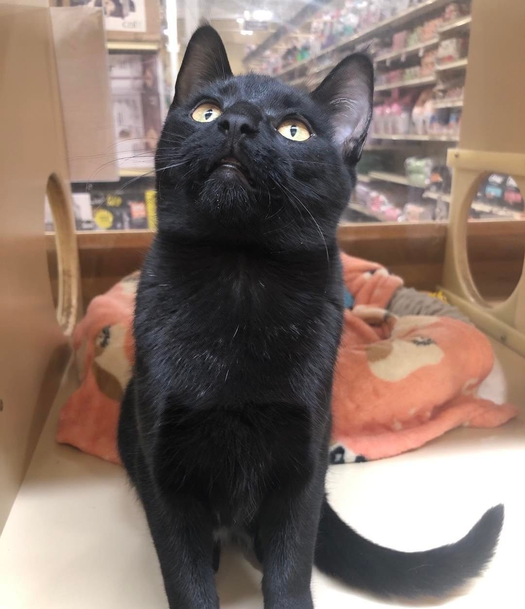 🐾 PETSMART ROUNDUP: this week we have Mjoll the Lioness, Maven Black Briar, Franklyn, Udon and Uszka! Apply to meet them today!