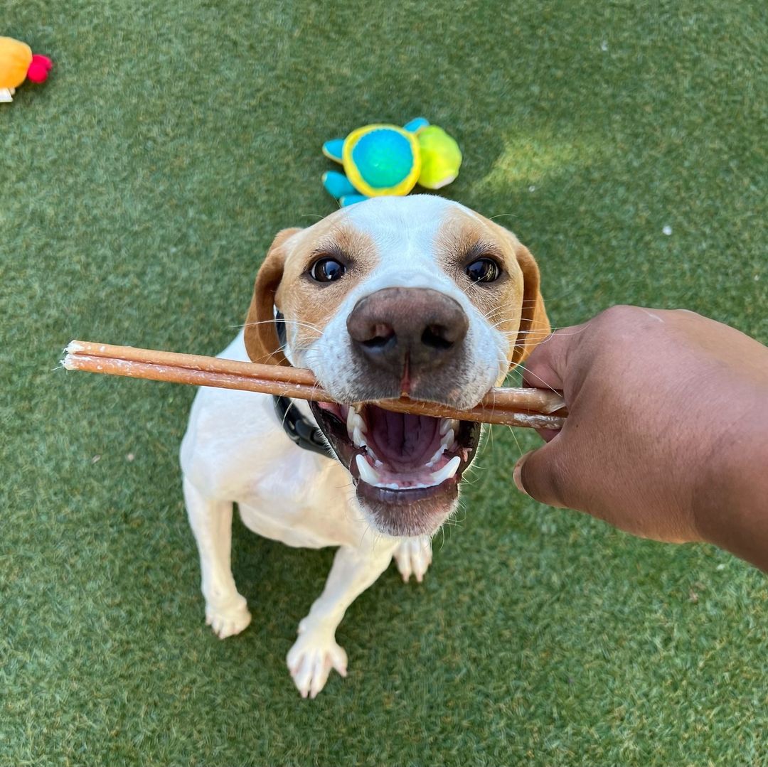 A BIG thank you to everyone who sent Thanksgiving treats to our shelter dogs!