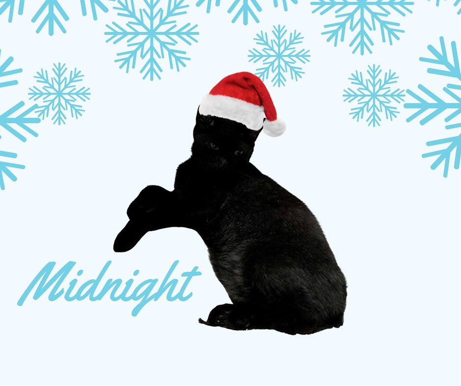 Midnight is available for adoption! He’d love ❤️ to find his forever home before the holiday! He’s very sweet and playful! Neutered and UTD. 

🐾 Click the link below to apply:

LRCR Adoption Form: https://forms.gle/hYg567WK4Tpay9Dx5