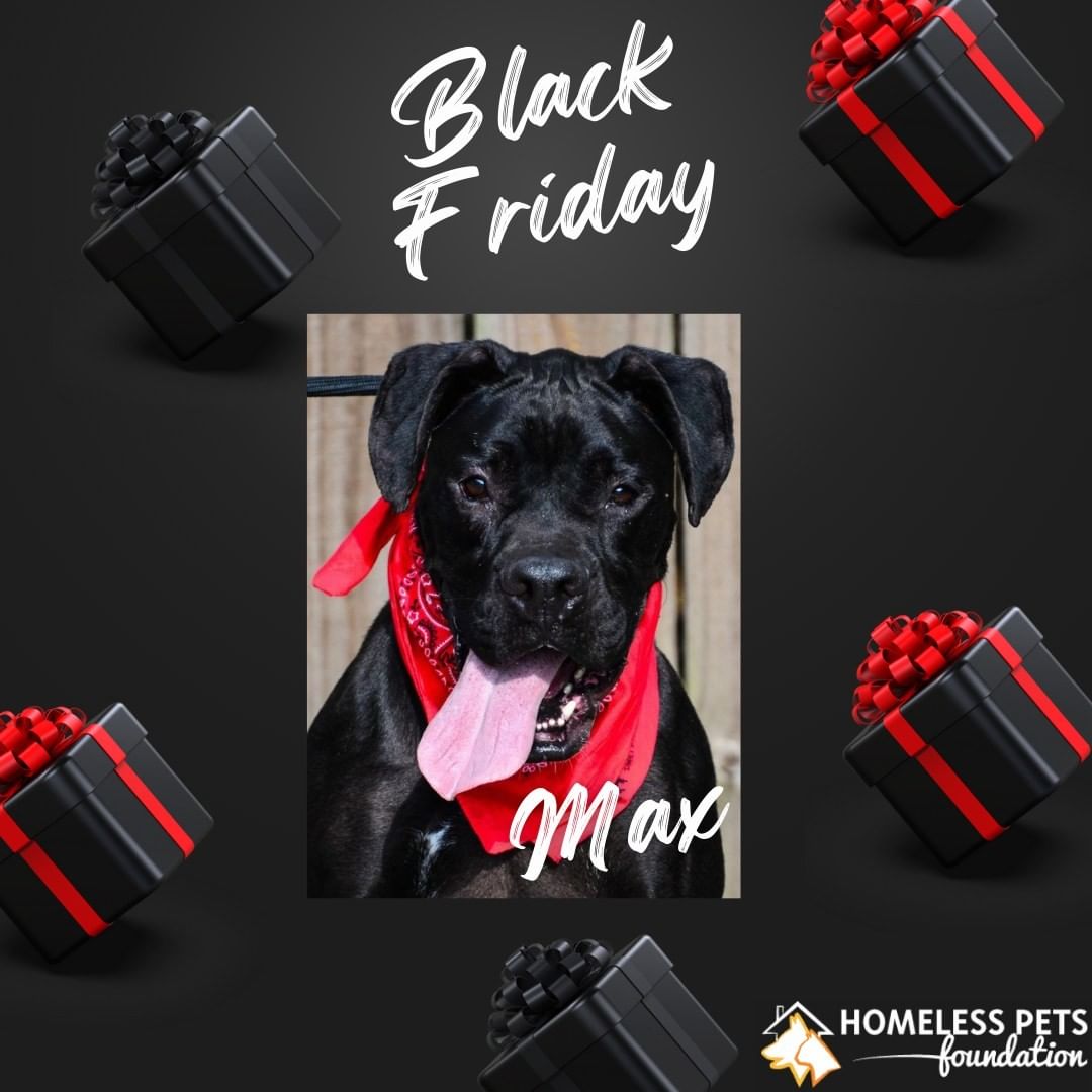 It's <a target='_blank' href='https://www.instagram.com/explore/tags/BlackFriday/'>#BlackFriday</a> and we have our own special on Max! Max is not doing well in the kennel environment and we want him to find a home of his own. Max would like a home with other dogs, but no feline friends. He would do well in a home with kids 10 and older due to his big goofy self. Don't miss your chance to bring this big lug into your family. 

<a target='_blank' href='https://www.instagram.com/explore/tags/homelesspetsfoundation/'>#homelesspetsfoundation</a> <a target='_blank' href='https://www.instagram.com/explore/tags/adopt/'>#adopt</a> <a target='_blank' href='https://www.instagram.com/explore/tags/max/'>#max</a> <a target='_blank' href='https://www.instagram.com/explore/tags/blackdogsyndrome/'>#blackdogsyndrome</a> <a target='_blank' href='https://www.instagram.com/explore/tags/bigdog/'>#bigdog</a>