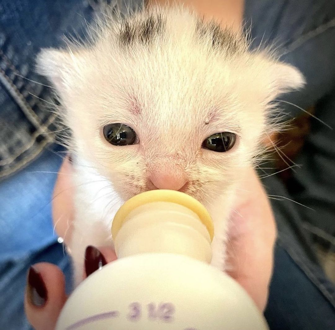 Newborn kittens stuck in a storm drain during a rainstorm? 🙀 Beyond terrifying! 

Yet this nightmare was the reality for Tempo, Cora, and Wild until a first responder arrived at the scene! Despite having to practically crawl inside the drain (while a Good Samaritan held onto his feet for dear life!), the animal control officer was able to save all three kittens from the dangerous situation. 😻👏

When our team in Salt Lake City heard what these sweet kittens had gone through, they rushed to help— and within hours, Amanda was en-route to pick the kittens up to foster! 🚗  She knew that they would require around-the-clock care and bottle feeding, but was not deterred. Once home, and after a much-needed bath, they started on their journey to recovery. The kittens were extremely dirty with gunk in their noses and eyes, and sores on their paws, but thanks to Amanda and their second long-term foster Stephanie, they are thriving in their new adoptive homes! 💞

The feline trio may have started off life in the sewer, but thanks to supporters like YOU, they soon got the second chance they deserve. Be a part of the lifesaving magic this <a target='_blank' href='https://www.instagram.com/explore/tags/GivingTuesday/'>#GivingTuesday</a> via the link in our bio! ❤️