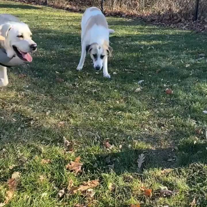 Now this looks like a dog that knows he's handsome!! 

Willie is a 70lb Pyrenees/Anatolian mix. He is less than a year old and hasn’t had the best start to his doggie life so far. After being dumped in a cemetery and left to fend for himself with his brothers and sister for over 2 weeks, he was rescued and brought to Wisconsin. He is slowly adjusting to life in his foster home and still unsure of everything. A fenced in yard would be best for him to be able to go in and outside at his own pace since he is uncomfortable walking on a leash. He knows to go potty outside but it can be difficult to get him to go if he’s leashed. He is learning to trust and love dog life more and more every day. He needs flexibility and patience to discover his surroundings and people in his own time. He’s a cuddler and loves the comfort of people around and having a warm bed to sleep in. He will need a patient and loving family to give him the time to adjust and trust them, but Willie is worth the wait. He’s got a lot of love to give he just doesn’t know who to give it to. Is that you?

<a target='_blank' href='https://www.instagram.com/explore/tags/adoptdontshop/'>#adoptdontshop</a>
<a target='_blank' href='https://www.instagram.com/explore/tags/luckymuttswi/'>#luckymuttswi</a>
<a target='_blank' href='https://www.instagram.com/explore/tags/rescuedogsmke/'>#rescuedogsmke</a>
<a target='_blank' href='https://www.instagram.com/explore/tags/doglovers/'>#doglovers</a>
<a target='_blank' href='https://www.instagram.com/explore/tags/rescuedogsofinstagram/'>#rescuedogsofinstagram</a>
<a target='_blank' href='https://www.instagram.com/explore/tags/sweetpup/'>#sweetpup</a>
<a target='_blank' href='https://www.instagram.com/explore/tags/mke/'>#mke</a>
<a target='_blank' href='https://www.instagram.com/explore/tags/mkepup/'>#mkepup</a>
<a target='_blank' href='https://www.instagram.com/explore/tags/wisconsinrescue/'>#wisconsinrescue</a>
<a target='_blank' href='https://www.instagram.com/explore/tags/lovedogs/'>#lovedogs</a>
<a target='_blank' href='https://www.instagram.com/explore/tags/rescue/'>#rescue</a>
<a target='_blank' href='https://www.instagram.com/explore/tags/foster/'>#foster</a>
<a target='_blank' href='https://www.instagram.com/explore/tags/adopt/'>#adopt</a>
<a target='_blank' href='https://www.instagram.com/explore/tags/dogsofinstagram/'>#dogsofinstagram</a>
<a target='_blank' href='https://www.instagram.com/explore/tags/dogrescue/'>#dogrescue</a>
<a target='_blank' href='https://www.instagram.com/explore/tags/bigdoglovers/'>#bigdoglovers</a>
<a target='_blank' href='https://www.instagram.com/explore/tags/bigboy/'>#bigboy</a>
<a target='_blank' href='https://www.instagram.com/explore/tags/handsome/'>#handsome</a>
<a target='_blank' href='https://www.instagram.com/explore/tags/cuddle/'>#cuddle</a>
<a target='_blank' href='https://www.instagram.com/explore/tags/anatolian/'>#anatolian</a>