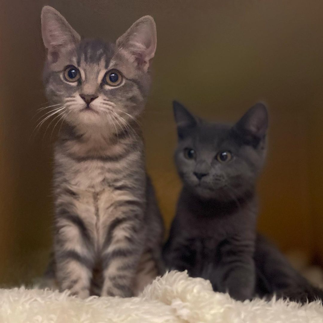 Adorable Wendy and Tinkerbell are out at Petsmart River Park looking for their happily ever afters! These sweet girls are 10 weeks old and are fixed and ready to go! Come adopt one or both today! Contact (559)267-3607 with any questions!