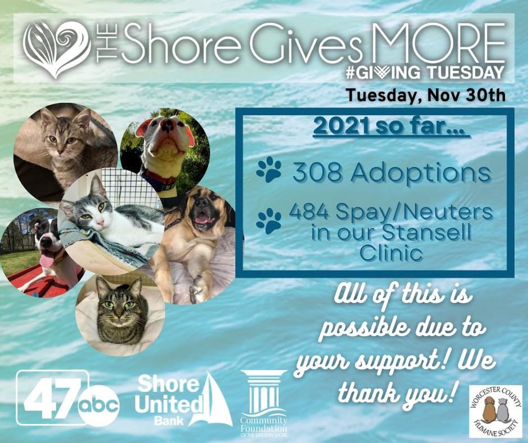 We’re only 3 days away from <a target='_blank' href='https://www.instagram.com/explore/tags/GivingTuesday/'>#GivingTuesday</a>! 

We would like to send a shout-out to the Community Foundation of the Eastern Shore for organizing <a target='_blank' href='https://www.instagram.com/explore/tags/shoregivesmore/'>#shoregivesmore</a>. Thank you to our Shore Gives More sponsors Community Foundation of the  Eastern Shore, 47 ABC and Shore United Bank for giving back to the community.

Our Animals are depending on YOU to make a difference in their lives. You can make a contribution as early as today by clicking on the link below. Every penny counts to help us continue in our mission and helps us save many more animals in need. 

Below shows how your donation will make an impact on our shelter and help the community:

$2000 Helps to feed the kitties at the shelter for one month. 

$500 Helps to spay/neuter up to 10 cats

$250 Helps to spay/neuter up to 5 cats

$100 Helps to spay/neuter 1 dog

$50 Helps to spay/neuter 1 cat

$25 covers the cost of a vaccine and microchip

$15 covers the cost of a microchip.

https://www.shoregivesmore.org/worcestercountyhumanesociety