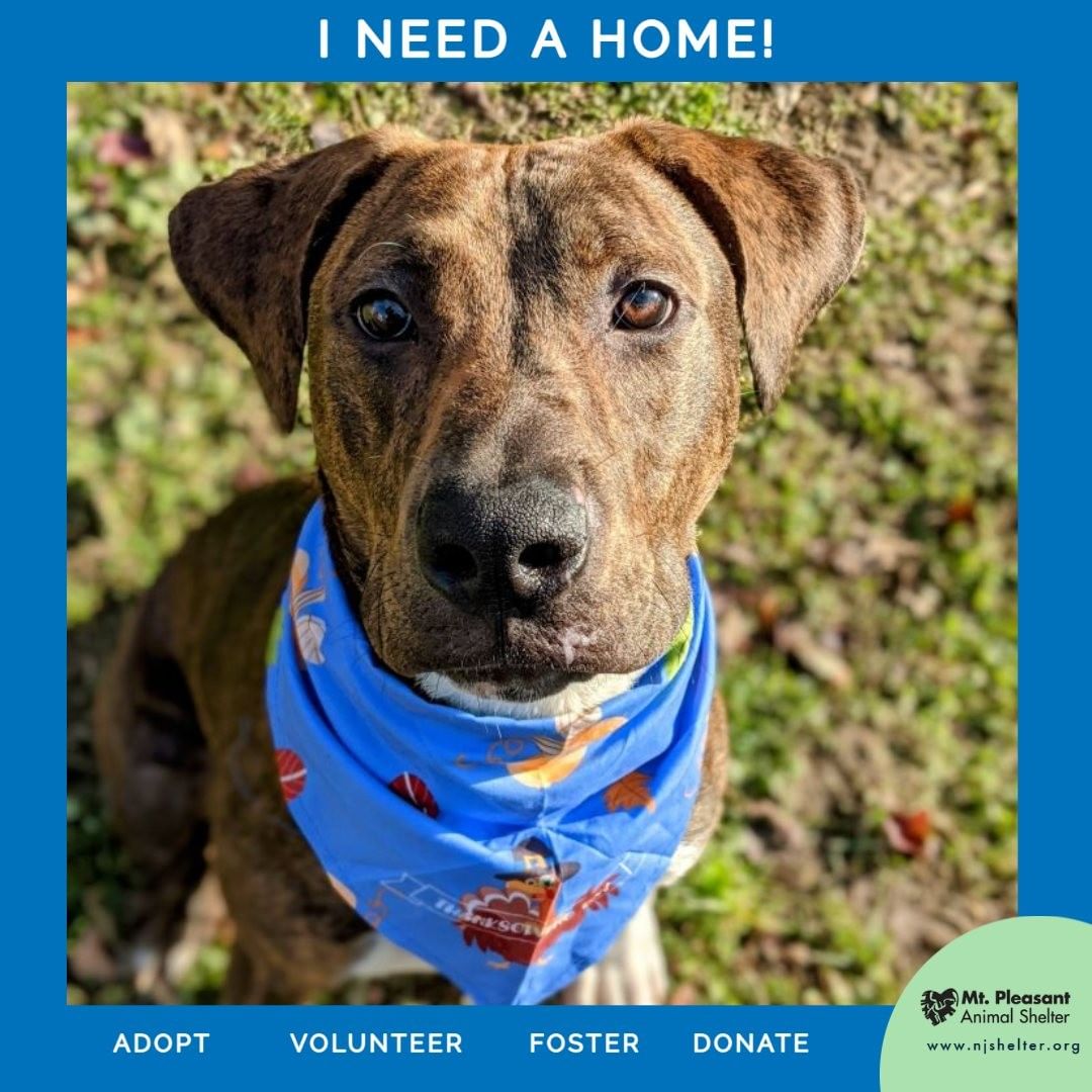 I Need a Home!

Hi! My name is Atlas. I am a 6-month-old hound mix from Tennessee, making me the perfect southern gentleman! I'm super playful, especially with my toys. Affection, pets, and cuddles are always at the top of my 