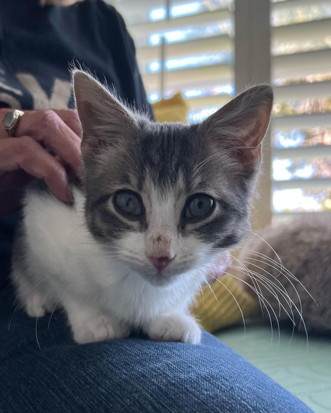 Hi Poppy!
This little cutie came into CAAT when a good Samaritan reached out to us for help. Her boyfriend was traveling in New Mexico when he found the little kitten outside. She was too little to leave on the street so he brought her in. She then called us and asked if he drove her back with him if we could rescue back. Luckily a new foster had just applied so we were able to bring her on. That was a few weeks ago and now she’s about 11 weeks old and ready for adoption! 
This little one is the purrfect little package. Playful, silly and fun. But then when she’s done playing she loves to get her cuddles on. Looking for a sweet sleeping partner? 
Since Poppy has been a Singleton she definitely is looking for a home with another cat so that she can finally play and be with another kitty. This is super important for her development. 
Poppy is also sort of a messy little eater and loves her food! 😂❤️ It’s giving her a little bit of acne on her nose from diving her face into the bowl. 😂😍🤦🏻‍♀️ As a tiny kitten she had to fend for herself on the streets, but hopefully she will start to realize soon that the food supply isn’t going away for her anytime soon. ❤️
DM for an adoption questionnaire for Poppy!
.
.
,
,
,
.
,
.
.
.
,
<a target='_blank' href='https://www.instagram.com/explore/tags/streetstothesheets/'>#streetstothesheets</a><a target='_blank' href='https://www.instagram.com/explore/tags/tabbykitten/'>#tabbykitten</a><a target='_blank' href='https://www.instagram.com/explore/tags/catpics/'>#catpics</a><a target='_blank' href='https://www.instagram.com/explore/tags/catlife/'>#catlife</a><a target='_blank' href='https://www.instagram.com/explore/tags/catfoster/'>#catfoster</a><a target='_blank' href='https://www.instagram.com/explore/tags/huffgrampost/'>#huffgrampost</a><a target='_blank' href='https://www.instagram.com/explore/tags/spayandneuter/'>#spayandneuter</a><a target='_blank' href='https://www.instagram.com/explore/tags/kittiesofinstagram/'>#kittiesofinstagram</a><a target='_blank' href='https://www.instagram.com/explore/tags/kittenlife/'>#kittenlife</a><a target='_blank' href='https://www.instagram.com/explore/tags/adoptme/'>#adoptme</a><a target='_blank' href='https://www.instagram.com/explore/tags/catfoster/'>#catfoster</a><a target='_blank' href='https://www.instagram.com/explore/tags/kittenfoster/'>#kittenfoster</a><a target='_blank' href='https://www.instagram.com/explore/tags/meowmonday/'>#meowmonday</a><a target='_blank' href='https://www.instagram.com/explore/tags/longbeach/'>#longbeach</a><a target='_blank' href='https://www.instagram.com/explore/tags/kittykat/'>#kittykat</a><a target='_blank' href='https://www.instagram.com/explore/tags/adoptdontshop/'>#adoptdontshop</a>