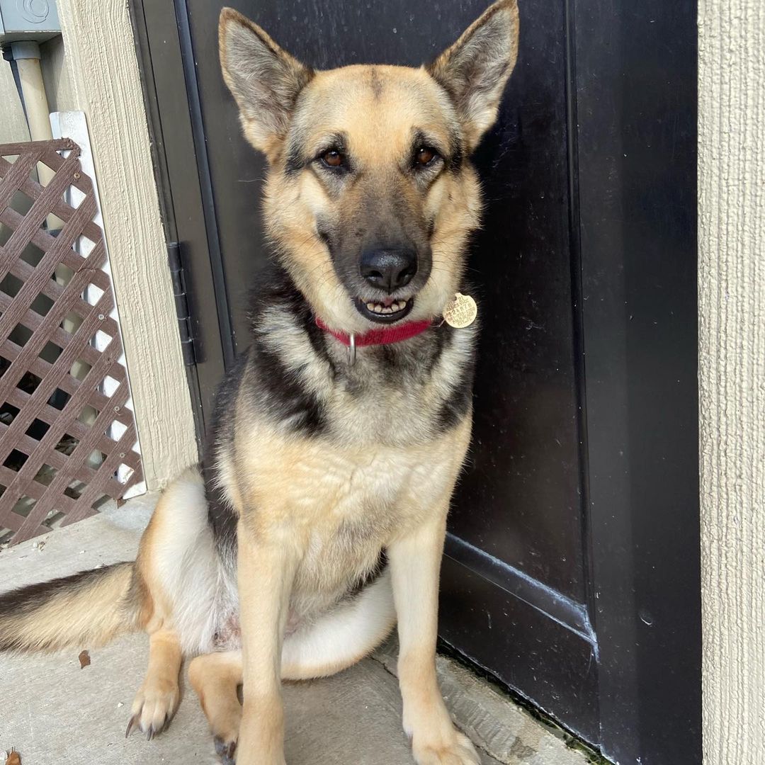 Hi! My name is Shira, and I am a 3 year old German Shepherd! I am a super sweet, laid back girl who loves to sing when I'm happy! I am not to big on playing with other dogs but I do like having friends around just to have some company. I am great on my leash and love to go for walks! I am a sweet, loving, calm girl who would do well in a family home or in a home with older owners- I am not picky! Unfortunately when I arrived at the ranch I did test positive for heartworm, but the nice vet team here have been helping me get better and they pay for all related medical expenses until I am heartworm free!

I would love to spend the holidays in a home of my own this year… Help me go home for the holidays but submitting an application at www.BDRR.org/adopt!