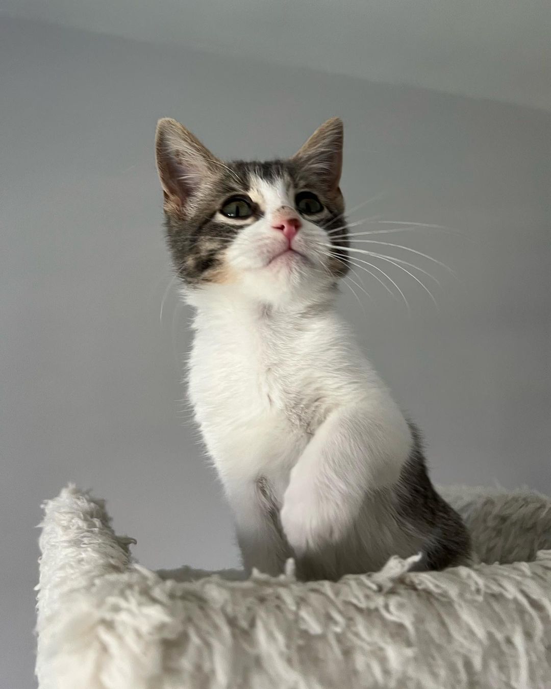 Hi Poppy!
This little cutie came into CAAT when a good Samaritan reached out to us for help. Her boyfriend was traveling in New Mexico when he found the little kitten outside. She was too little to leave on the street so he brought her in. She then called us and asked if he drove her back with him if we could rescue back. Luckily a new foster had just applied so we were able to bring her on. That was a few weeks ago and now she’s about 11 weeks old and ready for adoption! 
This little one is the purrfect little package. Playful, silly and fun. But then when she’s done playing she loves to get her cuddles on. Looking for a sweet sleeping partner? 
Since Poppy has been a Singleton she definitely is looking for a home with another cat so that she can finally play and be with another kitty. This is super important for her development. 
Poppy is also sort of a messy little eater and loves her food! 😂❤️ It’s giving her a little bit of acne on her nose from diving her face into the bowl. 😂😍🤦🏻‍♀️ As a tiny kitten she had to fend for herself on the streets, but hopefully she will start to realize soon that the food supply isn’t going away for her anytime soon. ❤️
DM for an adoption questionnaire for Poppy!
.
.
,
,
,
.
,
.
.
.
,
<a target='_blank' href='https://www.instagram.com/explore/tags/streetstothesheets/'>#streetstothesheets</a><a target='_blank' href='https://www.instagram.com/explore/tags/tabbykitten/'>#tabbykitten</a><a target='_blank' href='https://www.instagram.com/explore/tags/catpics/'>#catpics</a><a target='_blank' href='https://www.instagram.com/explore/tags/catlife/'>#catlife</a><a target='_blank' href='https://www.instagram.com/explore/tags/catfoster/'>#catfoster</a><a target='_blank' href='https://www.instagram.com/explore/tags/huffgrampost/'>#huffgrampost</a><a target='_blank' href='https://www.instagram.com/explore/tags/spayandneuter/'>#spayandneuter</a><a target='_blank' href='https://www.instagram.com/explore/tags/kittiesofinstagram/'>#kittiesofinstagram</a><a target='_blank' href='https://www.instagram.com/explore/tags/kittenlife/'>#kittenlife</a><a target='_blank' href='https://www.instagram.com/explore/tags/adoptme/'>#adoptme</a><a target='_blank' href='https://www.instagram.com/explore/tags/catfoster/'>#catfoster</a><a target='_blank' href='https://www.instagram.com/explore/tags/kittenfoster/'>#kittenfoster</a><a target='_blank' href='https://www.instagram.com/explore/tags/meowmonday/'>#meowmonday</a><a target='_blank' href='https://www.instagram.com/explore/tags/longbeach/'>#longbeach</a><a target='_blank' href='https://www.instagram.com/explore/tags/kittykat/'>#kittykat</a><a target='_blank' href='https://www.instagram.com/explore/tags/adoptdontshop/'>#adoptdontshop</a>
