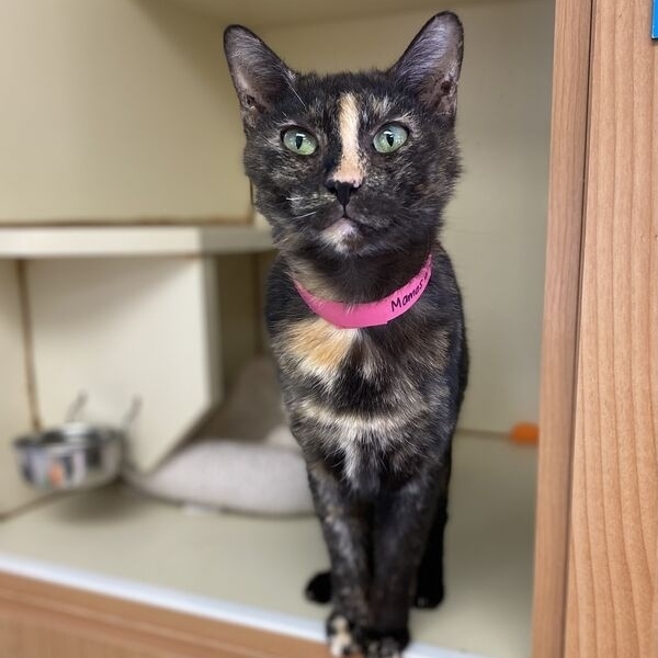 Meet Mamas (A<a target='_blank' href='https://www.instagram.com/explore/tags/72704/'>#72704</a>) a petite, 7-year-old, Domestic Shorthair with a gorgeous, Tortoiseshell coat. This little beauty has light green eyes & enjoys sitting on your lap while receiving some pets. Mamas would thrive in home where she can play, enjoy your company & eat a grain-free diet to keep her healthy & happy! Visit Mamas at Animal Humane's Main Campus or view other pets waiting for adoption via our link in bio. ⁠
.⁠
.⁠
.⁠
.⁠
.⁠
<a target='_blank' href='https://www.instagram.com/explore/tags/tortioseshell/'>#tortioseshell</a> <a target='_blank' href='https://www.instagram.com/explore/tags/domesticshorthair/'>#domesticshorthair</a> <a target='_blank' href='https://www.instagram.com/explore/tags/prettykitty/'>#prettykitty</a> <a target='_blank' href='https://www.instagram.com/explore/tags/nationaladoptaseniorpetmonth/'>#nationaladoptaseniorpetmonth</a> <a target='_blank' href='https://www.instagram.com/explore/tags/seniorpets/'>#seniorpets</a> <a target='_blank' href='https://www.instagram.com/explore/tags/senior/'>#senior</a> <a target='_blank' href='https://www.instagram.com/explore/tags/seniorcat/'>#seniorcat</a> <a target='_blank' href='https://www.instagram.com/explore/tags/maturepets/'>#maturepets</a> <a target='_blank' href='https://www.instagram.com/explore/tags/animalhumanenewmexico/'>#animalhumanenewmexico</a> <a target='_blank' href='https://www.instagram.com/explore/tags/animalhumanenm/'>#animalhumanenm</a> <a target='_blank' href='https://www.instagram.com/explore/tags/petlovers/'>#petlovers</a> <a target='_blank' href='https://www.instagram.com/explore/tags/ilovepets/'>#ilovepets</a> <a target='_blank' href='https://www.instagram.com/explore/tags/adoptapet/'>#adoptapet</a> <a target='_blank' href='https://www.instagram.com/explore/tags/rescuepets/'>#rescuepets</a> <a target='_blank' href='https://www.instagram.com/explore/tags/rescues/'>#rescues</a> <a target='_blank' href='https://www.instagram.com/explore/tags/rescuedismyfavouritebreed/'>#rescuedismyfavouritebreed</a> <a target='_blank' href='https://www.instagram.com/explore/tags/adoptionsaveslives/'>#adoptionsaveslives</a> <a target='_blank' href='https://www.instagram.com/explore/tags/rescuecatsrock/'>#rescuecatsrock</a> <a target='_blank' href='https://www.instagram.com/explore/tags/spayneuter/'>#spayneuter</a> <a target='_blank' href='https://www.instagram.com/explore/tags/petrescue/'>#petrescue</a> <a target='_blank' href='https://www.instagram.com/explore/tags/furfamily/'>#furfamily</a> <a target='_blank' href='https://www.instagram.com/explore/tags/rescuecatsofinstagram/'>#rescuecatsofinstagram</a> <a target='_blank' href='https://www.instagram.com/explore/tags/adoptastray/'>#adoptastray</a>⁠ <a target='_blank' href='https://www.instagram.com/explore/tags/petfinder/'>#petfinder</a> <a target='_blank' href='https://www.instagram.com/explore/tags/rescuedog/'>#rescuedog</a> <a target='_blank' href='https://www.instagram.com/explore/tags/adoptdontshop/'>#adoptdontshop</a> <a target='_blank' href='https://www.instagram.com/explore/tags/rescuecat/'>#rescuecat</a> <a target='_blank' href='https://www.instagram.com/explore/tags/rescuesofinstagram/'>#rescuesofinstagram</a> <a target='_blank' href='https://www.instagram.com/explore/tags/sheltercat/'>#sheltercat</a> ⁠