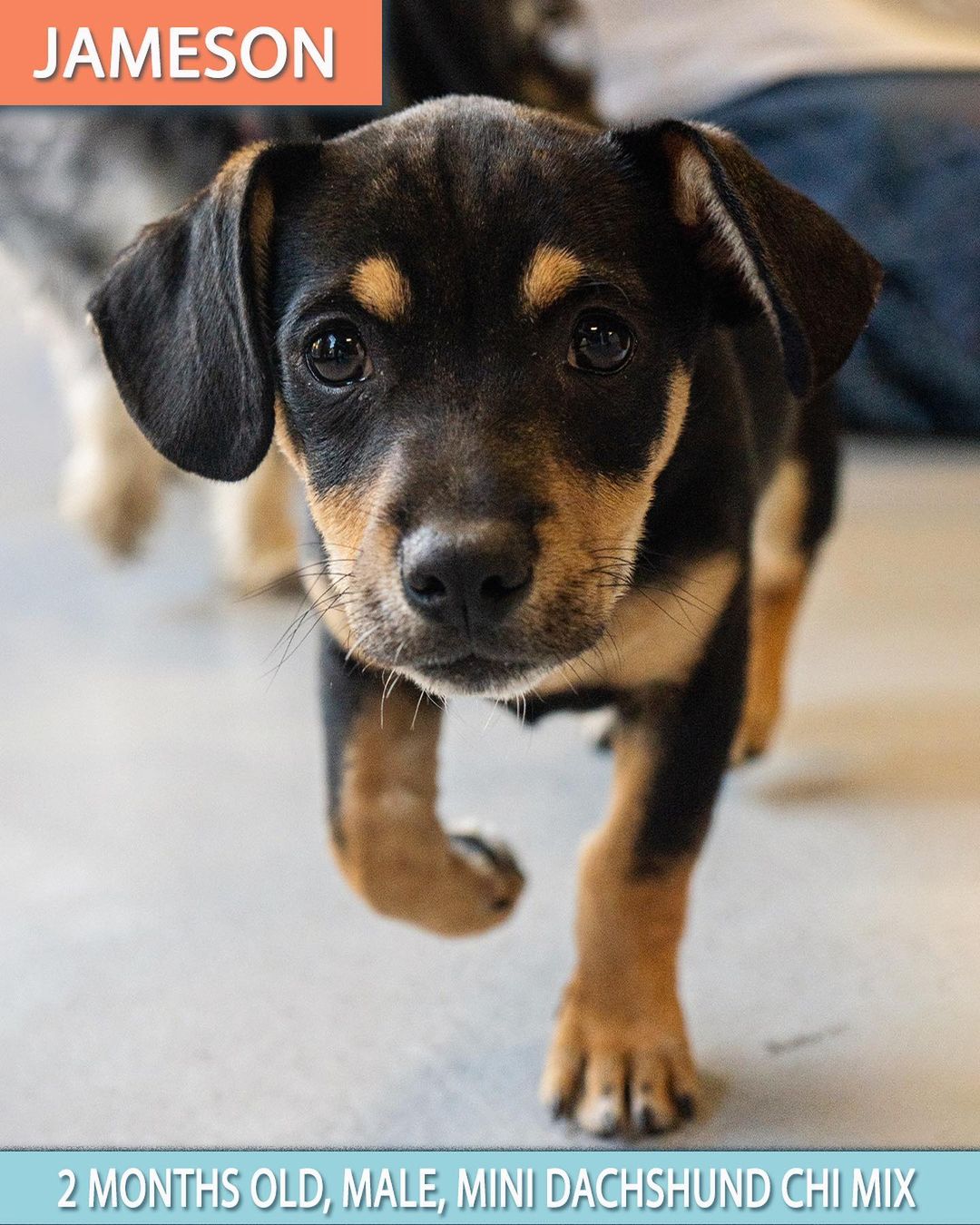 🚨 PUPPY ALERT! 🚨
MEET JAMESON! 🧡

Jameson is the SWEETEST little 8 week old, Male, Dachshund/Beagle Mix. 

He loves to voice around with his foster family. Is great with kids and other dogs and just wants to playyyyy. 

Apply to adopt Jameson on our website:

📮 WagmorPets.org/Adoption

🧡 <a target='_blank' href='https://www.instagram.com/explore/tags/blackfriday/'>#blackfriday</a> <a target='_blank' href='https://www.instagram.com/explore/tags/puppies/'>#puppies</a> <a target='_blank' href='https://www.instagram.com/explore/tags/puppyplay/'>#puppyplay</a> <a target='_blank' href='https://www.instagram.com/explore/tags/puppiesofinstagrsm/'>#puppiesofinstagrsm</a> <a target='_blank' href='https://www.instagram.com/explore/tags/doxiepuppies/'>#doxiepuppies</a> <a target='_blank' href='https://www.instagram.com/explore/tags/wagmorpets/'>#wagmorpets</a> 🧡