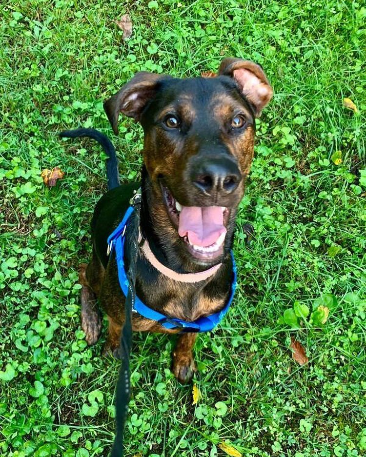 Zeus is a happy and handsome 1 yr old pup with a zest for life! 💙 His foster family in TN sent us this note to tell you all about him. In a nutshell, he’s practically perfect!

“Zeus is full of energy and loves to play. He does really well with other dogs...he is gentle with smaller dogs/puppies and likes to roughhouse with bigger dogs.🐶
He loves to play with a tennis ball 🎾 and other toys and takes treats gently. 
🐾He is crate trained and does very well sleeping in his crate at night. He cries when he needs to go out to potty. 
🐾He has a very sweet and loving personality. He loves to give kisses and loves back scratches and belly rubs. He is just a wonderful and loving dog who is so deserving of his amazing forever home.