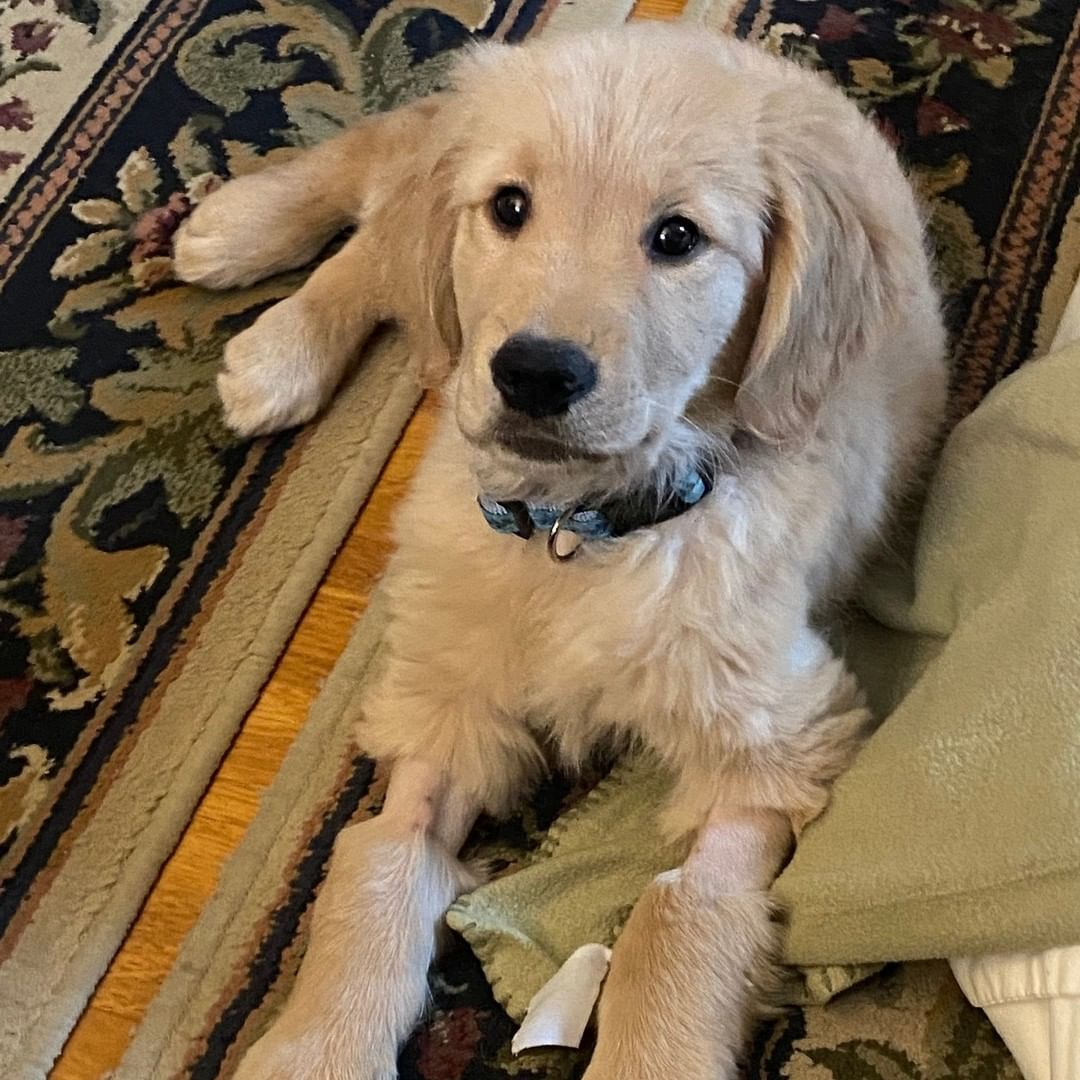 Apricot - our puppy who beat Parvo - is living it up in her foster home. 

<a target='_blank' href='https://www.instagram.com/explore/tags/fetchinretrieversrescue/'>#fetchinretrieversrescue</a>
<a target='_blank' href='https://www.instagram.com/explore/tags/adoptdontshop/'>#adoptdontshop</a>
<a target='_blank' href='https://www.instagram.com/explore/tags/goldenretriever/'>#goldenretriever</a> 
<a target='_blank' href='https://www.instagram.com/explore/tags/doglove/'>#doglove</a>
<a target='_blank' href='https://www.instagram.com/explore/tags/dogs/'>#dogs</a>
<a target='_blank' href='https://www.instagram.com/explore/tags/dogsofinstagram/'>#dogsofinstagram</a>
<a target='_blank' href='https://www.instagram.com/explore/tags/dogrescue/'>#dogrescue</a>
<a target='_blank' href='https://www.instagram.com/explore/tags/rescuedogsofinstagram/'>#rescuedogsofinstagram</a> 
<a target='_blank' href='https://www.instagram.com/explore/tags/rescuework/'>#rescuework</a>
<a target='_blank' href='https://www.instagram.com/explore/tags/nonprofit/'>#nonprofit</a>
<a target='_blank' href='https://www.instagram.com/explore/tags/adopt/'>#adopt</a>
<a target='_blank' href='https://www.instagram.com/explore/tags/pets/'>#pets</a>
<a target='_blank' href='https://www.instagram.com/explore/tags/spayandneuter/'>#spayandneuter</a>
<a target='_blank' href='https://www.instagram.com/explore/tags/dogsaremylife/'>#dogsaremylife</a>
<a target='_blank' href='https://www.instagram.com/explore/tags/rescuedogsrock/'>#rescuedogsrock</a>
<a target='_blank' href='https://www.instagram.com/explore/tags/rescuedismyfavoritebreed/'>#rescuedismyfavoritebreed</a> 
<a target='_blank' href='https://www.instagram.com/explore/tags/goldenretriever/'>#goldenretriever</a> 
<a target='_blank' href='https://www.instagram.com/explore/tags/puppy/'>#puppy</a>
<a target='_blank' href='https://www.instagram.com/explore/tags/fosterdog/'>#fosterdog</a> <a target='_blank' href='https://www.instagram.com/explore/tags/fosteringsaveslives/'>#fosteringsaveslives</a>