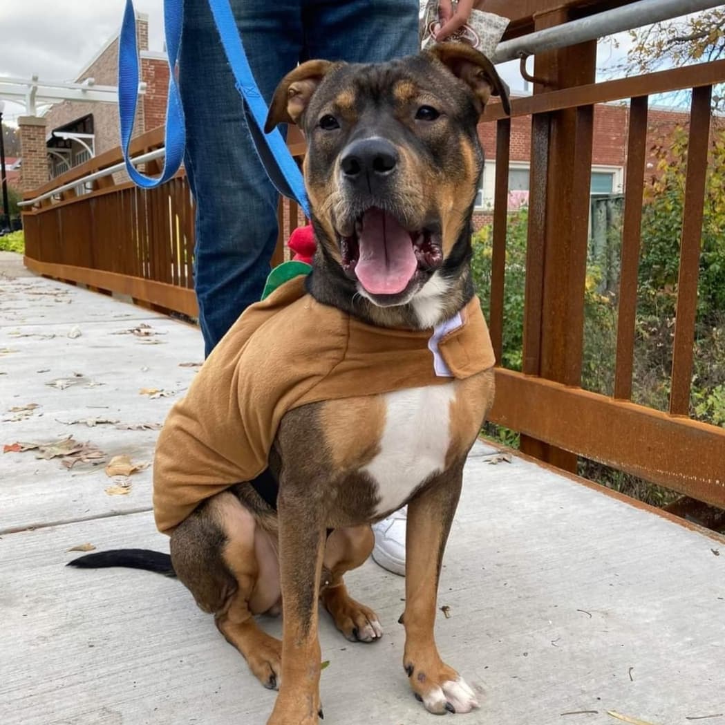 Well hello handsome!! 😍

Brogan is a oneish year old love bug who has moments of being a lottle rambunctious! He weighs around 40 lbs and is listed as a shepherd mix.

He is a very playful, sweet guy who follows you from room to room. He has a medium-high energy level and needs a couple big walks and playtime daily.  He loves to wrestle with his doggy foster siblings and will bark at them to get them to play more. He also loves fetch and going for walks. Once you get all his energy out, he's a big cuddler and loves to snuggle right next to you!

If he doesn’t get enough exercise, his rambunctious side comes out and he can get into things he shouldn’t! He responds very well when his foster parents tell him “no” and he’s learning all about manners. 

He does a great job going to the bathroom outside and he's also a rockstar in a crate. He goes in no problem and sleeps quietly in it when we are gone and at night.  This sweet boy is hoping to find his family soon!

<a target='_blank' href='https://www.instagram.com/explore/tags/adoptdontshop/'>#adoptdontshop</a> <a target='_blank' href='https://www.instagram.com/explore/tags/rescuedogsofinstagram/'>#rescuedogsofinstagram</a>
<a target='_blank' href='https://www.instagram.com/explore/tags/sweetpup/'>#sweetpup</a>
<a target='_blank' href='https://www.instagram.com/explore/tags/mke/'>#mke</a>
<a target='_blank' href='https://www.instagram.com/explore/tags/mkepup/'>#mkepup</a>
<a target='_blank' href='https://www.instagram.com/explore/tags/wisconsinrescue/'>#wisconsinrescue</a>
<a target='_blank' href='https://www.instagram.com/explore/tags/lovedogs/'>#lovedogs</a>
<a target='_blank' href='https://www.instagram.com/explore/tags/dogsofinstagram/'>#dogsofinstagram</a>
<a target='_blank' href='https://www.instagram.com/explore/tags/dogrescue/'>#dogrescue</a>
<a target='_blank' href='https://www.instagram.com/explore/tags/doglovers/'>#doglovers</a>
<a target='_blank' href='https://www.instagram.com/explore/tags/handsome/'>#handsome</a>
<a target='_blank' href='https://www.instagram.com/explore/tags/adopt/'>#adopt</a>
<a target='_blank' href='https://www.instagram.com/explore/tags/family/'>#family</a>
<a target='_blank' href='https://www.instagram.com/explore/tags/wisconsin/'>#wisconsin</a>
<a target='_blank' href='https://www.instagram.com/explore/tags/foster/'>#foster</a>
<a target='_blank' href='https://www.instagram.com/explore/tags/rescue/'>#rescue</a>
<a target='_blank' href='https://www.instagram.com/explore/tags/love/'>#love</a>