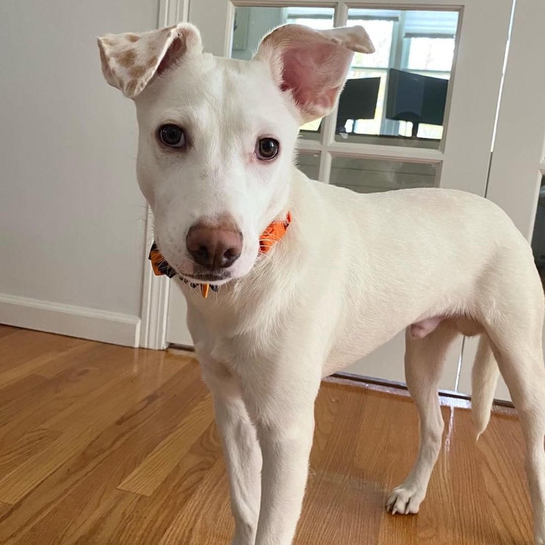 𝗠𝗘𝗘𝗧 𝗞𝗢𝗥𝗣𝗨𝗦!!
Korpus is a 6 month old energetic, yet super loving pup with the cutest spotted ears! He loves people and other dogs. He is very loyal and will always want to be right by your side in your home. He loves curling up beside you for cuddles and is obsessed with being pet and scratched! He has been crate trained, sleeping in it during the night, (and even voluntarily during the day), and learns very quickly! Korpus is more than ready for his forever home!

Apply to foster or adopt her ⬇️
https://snarrnortheast.org/adopt/
https://snarrnortheast.org/foster

<a target='_blank' href='https://www.instagram.com/explore/tags/adoptdontshop/'>#adoptdontshop</a> <a target='_blank' href='https://www.instagram.com/explore/tags/rescue/'>#rescue</a> <a target='_blank' href='https://www.instagram.com/explore/tags/animallovers/'>#animallovers</a> <a target='_blank' href='https://www.instagram.com/explore/tags/dog/'>#dog</a> <a target='_blank' href='https://www.instagram.com/explore/tags/love/'>#love</a> <a target='_blank' href='https://www.instagram.com/explore/tags/dogrescue/'>#dogrescue</a> <a target='_blank' href='https://www.instagram.com/explore/tags/rescuedog/'>#rescuedog</a> <a target='_blank' href='https://www.instagram.com/explore/tags/adopt/'>#adopt</a> <a target='_blank' href='https://www.instagram.com/explore/tags/fosteringsaveslives/'>#fosteringsaveslives</a> <a target='_blank' href='https://www.instagram.com/explore/tags/doglover/'>#doglover</a> <a target='_blank' href='https://www.instagram.com/explore/tags/snarrnortheastrescue/'>#snarrnortheastrescue</a> <a target='_blank' href='https://www.instagram.com/explore/tags/givinghopetothehopeless/'>#givinghopetothehopeless</a> <a target='_blank' href='https://www.instagram.com/explore/tags/secondchances/'>#secondchances</a>