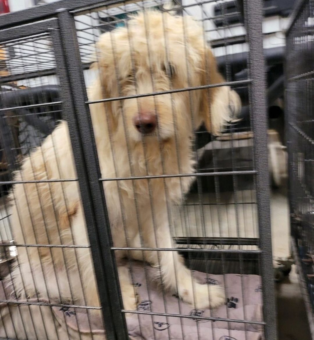 🆘 INTAKE IS OPEN AGAIN 🆘
 
We have a waitlist of dogs needing to come into our rescue and first on the list is a group of 5 Standard Poodles and Labradoodles. They are a breeder surrender, they are all female and all need vetting, including spays. We need to raise some funds for their vetting, grooming, food and supplies. 

They will not be eligible for adoption until fully vetted. We do not know anything about their ages or personalities yet. This is rescue and we are only in the rescue phase right now, which means we need funds and have work to do. We cannot take applications until we know what these dogs need and want. 

Thank you SO MUCH to all the heroes who donated to get our doors open again! We hope you all had a wonderful holiday. Now, let’s go save some animals, y’all!

If you prefer PayPal: 

https://paypal.me/SAVINGHOPERESCUE

Or our website:

https://savinghoperescue.org/donate

Or Venmo: 

@SAVINGHOPE-RESCUE

To send supplies directly to us, our Amazon Wishlist at:

https://www.amazon.com/hz/wishlist/ls/3ADJQO8TLGGBQ?ref_=wl_share

Or try our new Chewy Wishlist at: 

https://www.chewy.com/g/saving-hope-animal-rescue-fund_b76431595

To pay our vets directly: 

Family PetCare: (817) 451-7387

Rickord’s Animal Hospital: (817) 439-4443

<a target='_blank' href='https://www.instagram.com/explore/tags/togetherwecandomore/'>#togetherwecandomore</a> <a target='_blank' href='https://www.instagram.com/explore/tags/ittakesavillage/'>#ittakesavillage</a> <a target='_blank' href='https://www.instagram.com/explore/tags/fortworthtexas/'>#fortworthtexas</a>
<a target='_blank' href='https://www.instagram.com/explore/tags/fosteringsaveslives/'>#fosteringsaveslives</a> <a target='_blank' href='https://www.instagram.com/explore/tags/oneatatime/'>#oneatatime</a> <a target='_blank' href='https://www.instagram.com/explore/tags/togetherisbetter/'>#togetherisbetter</a> <a target='_blank' href='https://www.instagram.com/explore/tags/savinghopetx/'>#savinghopetx</a>