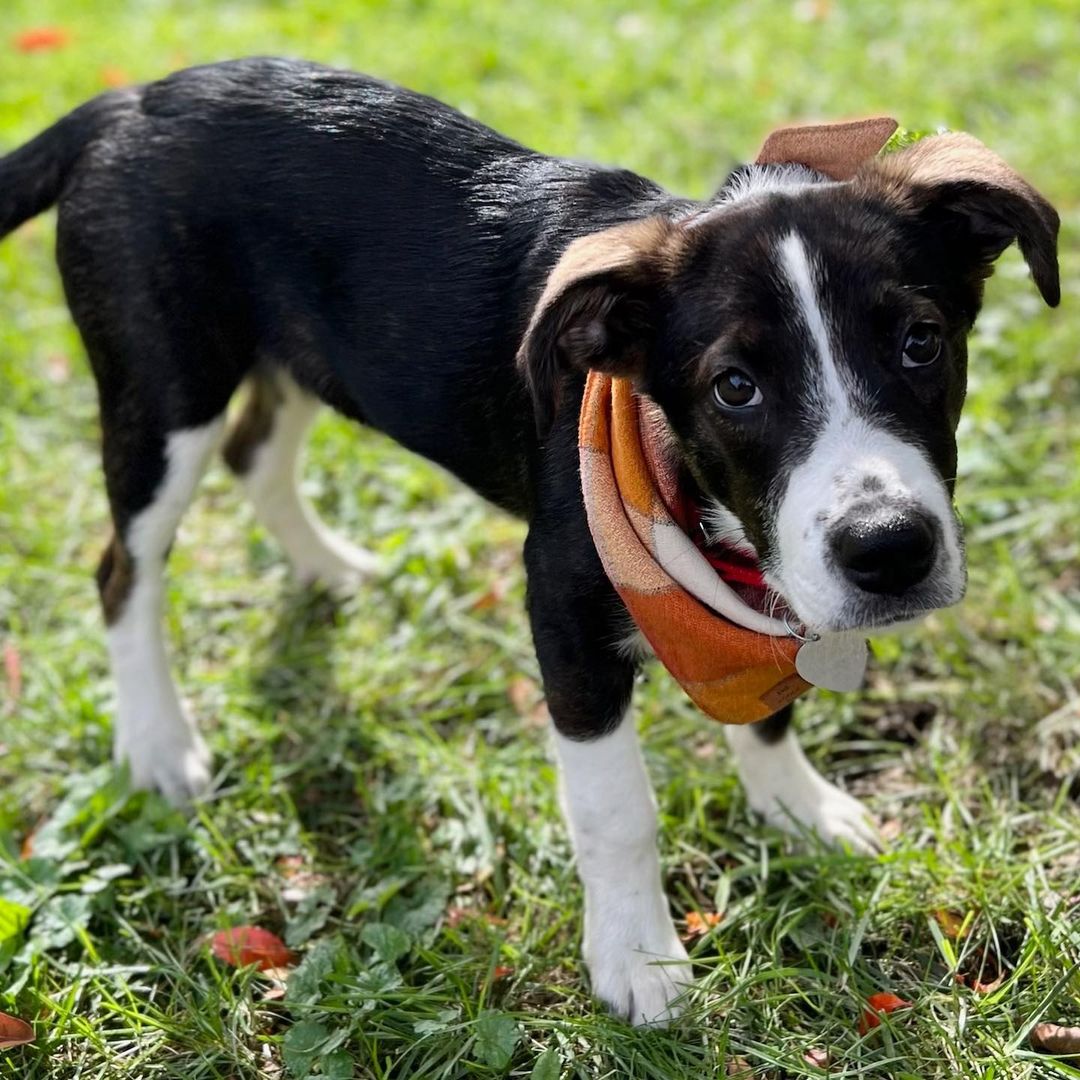 Meet Cruella!
🐾Female
🐾Age: DOB: 7/31/2021
🐾Weight: 20 lbs and growing!
🐾Breed: Beagle/Shepherd/Lab mix
💜
Hey there, I’m Cruella! Please don’t let the name deter you, I am nowhere near the Cruella you are thinking of! You see, I am one happy go lucky puppy who loves to be by my human’s side! I love to cuddle and give tons of kisses! I love playing with the resident dog and haven’t met a dog I did not like! I have also encountered neighborhood cats and did not mind them.
☀️
I enjoy playing with all the toys and enjoy walking around with my stuffies in my mouth; I also love a good chew toy! Since I am young, I am still learning all the basic manners such as house training, crate training and leash training. I am catching on quickly and since I am food motivated, I think I’ll be a pro in no time!
🍁
If you are interested in meeting Cruella, apply to adopt her at www.causeforcanines.org
Must have a flexible schedule to accommodate a puppy’s needs.
Adoption fee: $350
Must be an Ohio resident & 23 or older.
Children must be 5 or older.