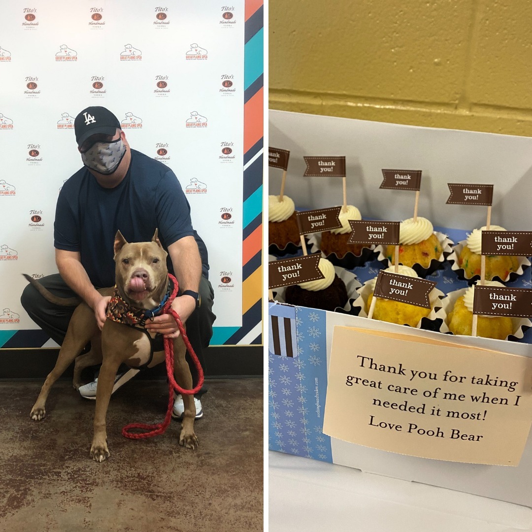 Everybody's favorite senior pup, Pooh Bear, was ADOPTED on Wednesday just in time to spend Thanksgiving with his family! ❤️🎊 Pooh was one of our longest term pups, having been in our care for 6 months prior to being adopted. His sweet new dad brought our staff a lovely treat as a thanks for the care we provided for Pooh during his time with us! 🥰⠀
⠀
<a target='_blank' href='https://www.instagram.com/explore/tags/adopted/'>#adopted</a> <a target='_blank' href='https://www.instagram.com/explore/tags/seniordog/'>#seniordog</a> <a target='_blank' href='https://www.instagram.com/explore/tags/sheltertails/'>#sheltertails</a> <a target='_blank' href='https://www.instagram.com/explore/tags/successstory/'>#successstory</a> <a target='_blank' href='https://www.instagram.com/explore/tags/thankyou/'>#thankyou</a> <a target='_blank' href='https://www.instagram.com/explore/tags/poohbear/'>#poohbear</a> <a target='_blank' href='https://www.instagram.com/explore/tags/greatplainsspca/'>#greatplainsspca</a> <a target='_blank' href='https://www.instagram.com/explore/tags/greatplainsfamily/'>#greatplainsfamily</a>