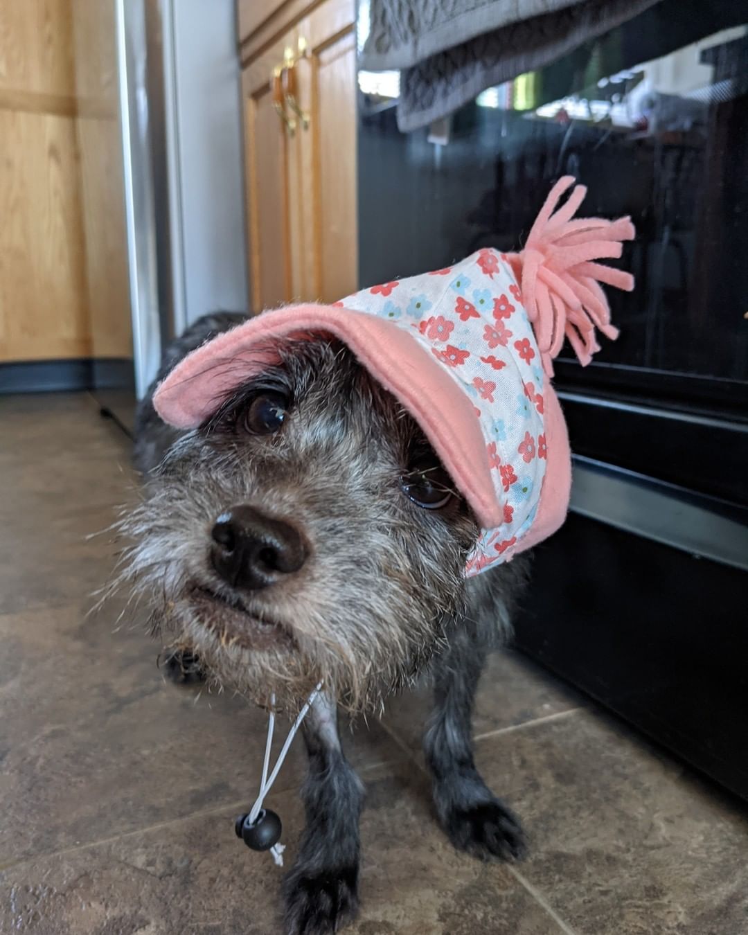 How adorable is Baby Girl in her fancy pink hat?!

Our sweet girl is settling in well at her foster home. Initially, she was a bit shy and nervous but she has been coming out of her shell more and more each day! She continues to recover well after her procedure, and will see the doctor for a re-check soon.

We will announce as soon as she is ready for adoption and when we will start accepting applications! Thank you to those who have donated and who ask about her progress - we are so grateful for your ongoing support!

<a target='_blank' href='https://www.instagram.com/explore/tags/recovery/'>#recovery</a> <a target='_blank' href='https://www.instagram.com/explore/tags/postop/'>#postop</a> <a target='_blank' href='https://www.instagram.com/explore/tags/fosteringsaveslives/'>#fosteringsaveslives</a> <a target='_blank' href='https://www.instagram.com/explore/tags/fosterhome/'>#fosterhome</a> <a target='_blank' href='https://www.instagram.com/explore/tags/rescue/'>#rescue</a> <a target='_blank' href='https://www.instagram.com/explore/tags/rescuedog/'>#rescuedog</a> <a target='_blank' href='https://www.instagram.com/explore/tags/adopt/'>#adopt</a> <a target='_blank' href='https://www.instagram.com/explore/tags/adoptadoginc/'>#adoptadoginc</a> <a target='_blank' href='https://www.instagram.com/explore/tags/toocute/'>#toocute</a> <a target='_blank' href='https://www.instagram.com/explore/tags/dogsofinstagram/'>#dogsofinstagram</a> <a target='_blank' href='https://www.instagram.com/explore/tags/terrier/'>#terrier</a> <a target='_blank' href='https://www.instagram.com/explore/tags/terriermix/'>#terriermix</a> <a target='_blank' href='https://www.instagram.com/explore/tags/fancy/'>#fancy</a> <a target='_blank' href='https://www.instagram.com/explore/tags/westchestercounty/'>#westchestercounty</a> <a target='_blank' href='https://www.instagram.com/explore/tags/fairfieldcounty/'>#fairfieldcounty</a>