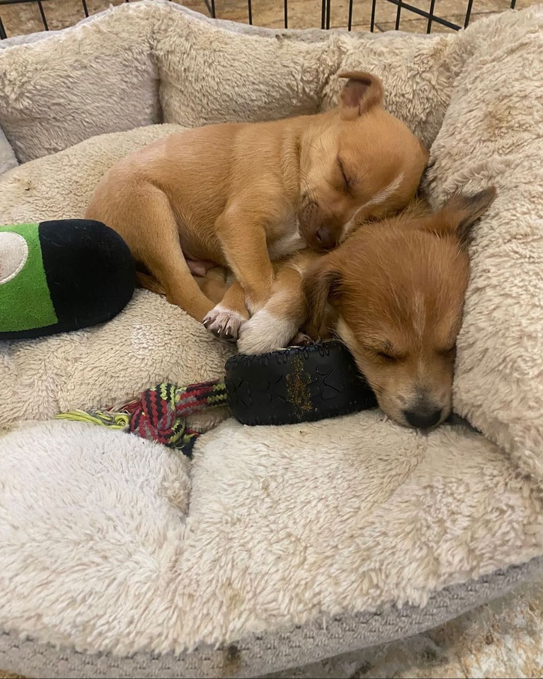 ⚠️ SAMANTHA & STEVE 👋🏻
🧡 Still need a home! 💕

💕 SAMANTHA - 8 week old, female, terrier mix. Expected to be 10-15 lbs fully grown. (Cream Coloring). 

Samantha is the princess of the bunch! She's the first one to be ready to play. She loves toys, to nibble just about anything, and most of all to snuggle. She's not afraid of anything. Even big dogs.  She's petite and precious. 

🧡 STEVE - 8 week old, male, terrier mix. Expected to be 10-15 lbs fully grown. (Brown Coloring). 

Steve is a very sweet boy who's always up for playtime and kisses!  He's got great energy and loves to be held.  He is great with kids and other dogs. 

To apply to adopt Steve or Samantha (or both!) into your home please submit an adoption application on our website! 

📮 WagmorPets.org/Adoption 

🧡👋🏻 Can’t adopt? Help us find these puppies a home by sharing this post with your friends and family! 

🐶 <a target='_blank' href='https://www.instagram.com/explore/tags/wagmorpets/'>#wagmorpets</a> <a target='_blank' href='https://www.instagram.com/explore/tags/puppiesforall/'>#puppiesforall</a> <a target='_blank' href='https://www.instagram.com/explore/tags/puppiesofinstagram/'>#puppiesofinstagram</a> <a target='_blank' href='https://www.instagram.com/explore/tags/terrierpuppy/'>#terrierpuppy</a> <a target='_blank' href='https://www.instagram.com/explore/tags/puppies/'>#puppies</a> <a target='_blank' href='https://www.instagram.com/explore/tags/dogs/'>#dogs</a> 🐶