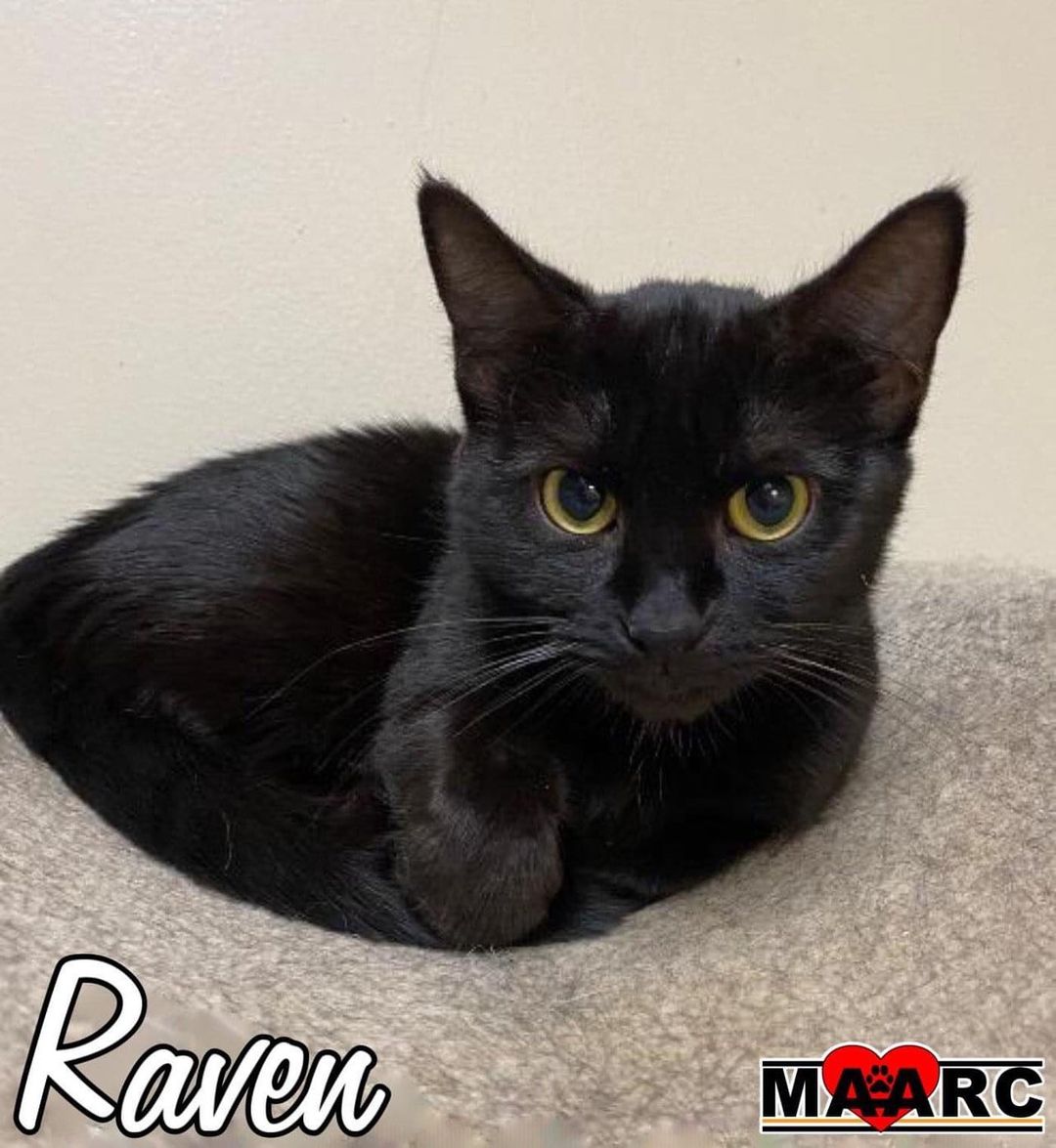 😽🖤 AVAILABLE FOR ADOPTION THRU MAARC 🖤😽

I am the one they call Raven, named after the Teen Titan, not the poem by Edgar Allen Poe. Long story short, I used to live with a lot of other orphans (including my kennelmate Batgirl, who constantly confuses me as her sidekick...as if!). But like any empath, I can sense what you’re feeling and can also induce calm, suppress negativity, and even make someone fall in love with me. Like you, for instance. One look into my big yellow eyes and you’ll know you want to take me home, so contact Stephanie at (908) 331-0462 or fill out an application at www.maarcadopt.org/adopt and let’s be together furever.

All black cats and kittens have reduced adoption fees of $25.

<a target='_blank' href='https://www.instagram.com/explore/tags/animalrescue/'>#animalrescue</a> <a target='_blank' href='https://www.instagram.com/explore/tags/rescuepets/'>#rescuepets</a> <a target='_blank' href='https://www.instagram.com/explore/tags/adoptdontshop/'>#adoptdontshop</a> <a target='_blank' href='https://www.instagram.com/explore/tags/animals/'>#animals</a> <a target='_blank' href='https://www.instagram.com/explore/tags/cats/'>#cats</a> <a target='_blank' href='https://www.instagram.com/explore/tags/rescue/'>#rescue</a>  <a target='_blank' href='https://www.instagram.com/explore/tags/catsofinstagram/'>#catsofinstagram</a>  <a target='_blank' href='https://www.instagram.com/explore/tags/animalshelter/'>#animalshelter</a> <a target='_blank' href='https://www.instagram.com/explore/tags/shelterpets/'>#shelterpets</a> <a target='_blank' href='https://www.instagram.com/explore/tags/rescuecats/'>#rescuecats</a>  <a target='_blank' href='https://www.instagram.com/explore/tags/adopt/'>#adopt</a> <a target='_blank' href='https://www.instagram.com/explore/tags/nokillrescue/'>#nokillrescue</a> <a target='_blank' href='https://www.instagram.com/explore/tags/nokillmaryville/'>#nokillmaryville</a> <a target='_blank' href='https://www.instagram.com/explore/tags/nokillshelter/'>#nokillshelter</a> <a target='_blank' href='https://www.instagram.com/explore/tags/tennessee/'>#tennessee</a> <a target='_blank' href='https://www.instagram.com/explore/tags/fosteringsaveslives/'>#fosteringsaveslives</a> <a target='_blank' href='https://www.instagram.com/explore/tags/maarcadopt/'>#maarcadopt</a> <a target='_blank' href='https://www.instagram.com/explore/tags/rescuefosteradopt/'>#rescuefosteradopt</a> <a target='_blank' href='https://www.instagram.com/explore/tags/maarc/'>#maarc</a> <a target='_blank' href='https://www.instagram.com/explore/tags/maarcanimals/'>#maarcanimals</a>