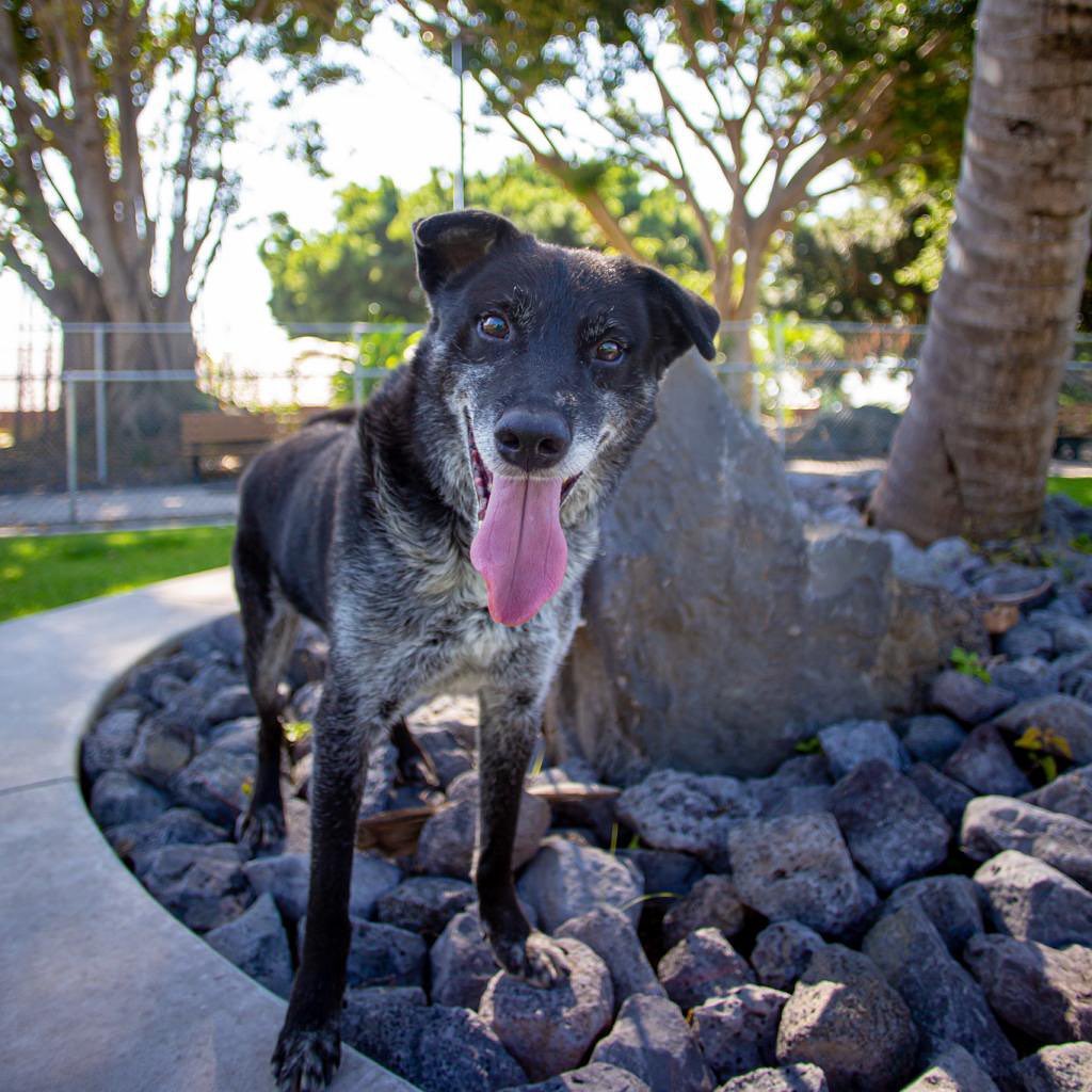 Adopt a Senior Dog Month continues with Pineapple! This frosted face guy is quickly earning himself the nickname ‘’Fineapple’’, for his good looks and even better personality.
😍🍍😍

Here’s the thing about Pineapple: if you think he’s cute in photos, JUST WAIT UNTIL YOU MEET HIM IN PERSON! He’s a lovable, affable, goofy vintage puppy who is guaranteed to make you swoon. Just like his namesake, this Pineapple is just so sweet.

Pineapple is 7-8 years old, weighs approximately 50lbs, and is easy going with other dogs.

Come visit him at our Animal Community Center in Kona, located at 78-6767 Mamalahoa Hwy, Holualoa, HI 96725.  We’re open for walk-ins on Friday-Tuesday from 10am-3pm.

Ready to meet this guy? All adoptions are by appointment only. Submit your application at hihs.org

Pineapple is eligible for adoption, Foster to Adopt, foster, interisland adoptions, and Field Trips for Shelter Dogs!

<a target='_blank' href='https://www.instagram.com/explore/tags/adoptPineappleHIHS/'>#adoptPineappleHIHS</a> <a target='_blank' href='https://www.instagram.com/explore/tags/seniordog/'>#seniordog</a> <a target='_blank' href='https://www.instagram.com/explore/tags/frostedface/'>#frostedface</a> <a target='_blank' href='https://www.instagram.com/explore/tags/adoptaseniordog/'>#adoptaseniordog</a> <a target='_blank' href='https://www.instagram.com/explore/tags/vintagepuppy/'>#vintagepuppy</a>