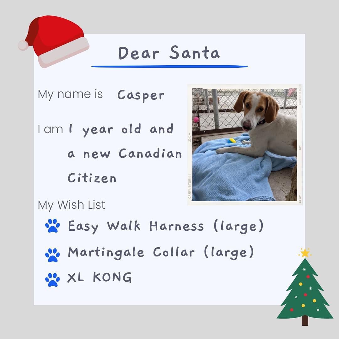 The shelter dogs have written their letters to Santa! 📬

While their number one wish is to be adopted and in a home, there are items that would make a difference in their stay at the shelter. 

With less than a month until Christmas, we are sharing their Wish Lists and hope to be able to give each dog a special gift! If the dog is adopted, their gift will be shared with any new dogs in the shelter. 

Love from, 
Jake, Buddy, Lucy, Casper & Troy!

<a target='_blank' href='https://www.instagram.com/explore/tags/shelterdogs/'>#shelterdogs</a> <a target='_blank' href='https://www.instagram.com/explore/tags/lettertosanta/'>#lettertosanta</a> <a target='_blank' href='https://www.instagram.com/explore/tags/rescuedogsofinstagram/'>#rescuedogsofinstagram</a> <a target='_blank' href='https://www.instagram.com/explore/tags/wishlist/'>#wishlist</a> <a target='_blank' href='https://www.instagram.com/explore/tags/dogs/'>#dogs</a> <a target='_blank' href='https://www.instagram.com/explore/tags/christmas/'>#christmas</a> <a target='_blank' href='https://www.instagram.com/explore/tags/santapaws/'>#santapaws</a> 
@kongcompany @bennybullys @walnutgroveboarding @justinspetstore @allcreaturescobourg @petvaluporthope @paulmacspets