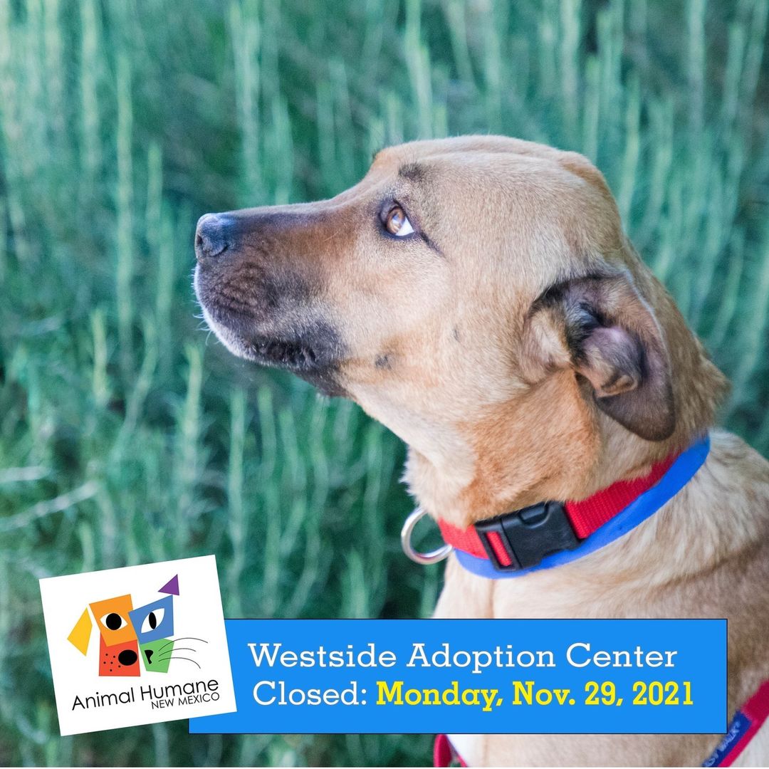 Due to an amazing adoption weekend, our Westside Adoption Center is closed today. We will reopen tomorrow with fresh pet faces ready to meet YOU!⁠
⁠
⁠
In the meantime, please visit our Main Campus at 615 Virginia St. SE. And don’t forget, you can always view our available pets online by visiting our linkin bio.⁠
.⁠
.⁠
.⁠
.⁠
<a target='_blank' href='https://www.instagram.com/explore/tags/animalhumanenewmexico/'>#animalhumanenewmexico</a> <a target='_blank' href='https://www.instagram.com/explore/tags/animalhumanenm/'>#animalhumanenm</a> <a target='_blank' href='https://www.instagram.com/explore/tags/petlovers/'>#petlovers</a> <a target='_blank' href='https://www.instagram.com/explore/tags/ilovepets/'>#ilovepets</a> <a target='_blank' href='https://www.instagram.com/explore/tags/opttoadopt/'>#opttoadopt</a> <a target='_blank' href='https://www.instagram.com/explore/tags/adoptapet/'>#adoptapet</a> <a target='_blank' href='https://www.instagram.com/explore/tags/rescuepets/'>#rescuepets</a> <a target='_blank' href='https://www.instagram.com/explore/tags/rescues/'>#rescues</a> <a target='_blank' href='https://www.instagram.com/explore/tags/rescuedismyfavouritebreed/'>#rescuedismyfavouritebreed</a> <a target='_blank' href='https://www.instagram.com/explore/tags/adoptionsaveslives/'>#adoptionsaveslives</a> <a target='_blank' href='https://www.instagram.com/explore/tags/rescuecatsrock/'>#rescuecatsrock</a> <a target='_blank' href='https://www.instagram.com/explore/tags/spayneuter/'>#spayneuter</a> <a target='_blank' href='https://www.instagram.com/explore/tags/petrescue/'>#petrescue</a> <a target='_blank' href='https://www.instagram.com/explore/tags/furfamily/'>#furfamily</a> <a target='_blank' href='https://www.instagram.com/explore/tags/rescuecatsofinstagram/'>#rescuecatsofinstagram</a> <a target='_blank' href='https://www.instagram.com/explore/tags/adoptastray/'>#adoptastray</a>⁠ <a target='_blank' href='https://www.instagram.com/explore/tags/petfinder/'>#petfinder</a> <a target='_blank' href='https://www.instagram.com/explore/tags/rescuedog/'>#rescuedog</a> <a target='_blank' href='https://www.instagram.com/explore/tags/adoptdontshop/'>#adoptdontshop</a> <a target='_blank' href='https://www.instagram.com/explore/tags/stray/'>#stray</a> <a target='_blank' href='https://www.instagram.com/explore/tags/rescuecat/'>#rescuecat</a> <a target='_blank' href='https://www.instagram.com/explore/tags/rescuesofinstagram/'>#rescuesofinstagram</a> <a target='_blank' href='https://www.instagram.com/explore/tags/abqdogs/'>#abqdogs</a> <a target='_blank' href='https://www.instagram.com/explore/tags/dogstagram/'>#dogstagram</a>