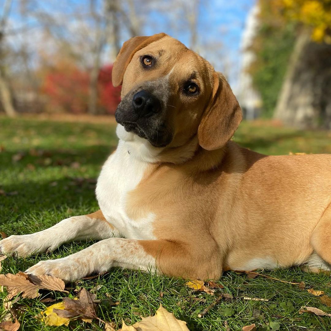 Sundays are for the pups! What a perfect fall day to do what we love; play, eat treats, snap some pictures and wait for our <a target='_blank' href='https://www.instagram.com/explore/tags/fureverfamily/'>#fureverfamily</a>! We currently have dogs from a few months old to senior age looking for homes. So many good dogs just waiting to meet you! Pictured is Lilo, Saffron, Solo, Stitch, Pretzel, Philly, Elle, Clifton, Zero, Enzo
🐾
How did you spend your Sunday? Which dog is your favorite? Comment below! Apply now or to learn about these cuties follow the link in our bio! 
:
:
:
<a target='_blank' href='https://www.instagram.com/explore/tags/dogs/'>#dogs</a> <a target='_blank' href='https://www.instagram.com/explore/tags/dogsofinstagram/'>#dogsofinstagram</a> <a target='_blank' href='https://www.instagram.com/explore/tags/dog/'>#dog</a> <a target='_blank' href='https://www.instagram.com/explore/tags/adopt/'>#adopt</a> <a target='_blank' href='https://www.instagram.com/explore/tags/adoptme/'>#adoptme</a> <a target='_blank' href='https://www.instagram.com/explore/tags/rescued/'>#rescued</a> <a target='_blank' href='https://www.instagram.com/explore/tags/labmix/'>#labmix</a> <a target='_blank' href='https://www.instagram.com/explore/tags/labrador/'>#labrador</a> <a target='_blank' href='https://www.instagram.com/explore/tags/boxer/'>#boxer</a> <a target='_blank' href='https://www.instagram.com/explore/tags/terrier/'>#terrier</a> <a target='_blank' href='https://www.instagram.com/explore/tags/labradorretriever/'>#labradorretriever</a> <a target='_blank' href='https://www.instagram.com/explore/tags/shibainu/'>#shibainu</a> <a target='_blank' href='https://www.instagram.com/explore/tags/pitbull/'>#pitbull</a> <a target='_blank' href='https://www.instagram.com/explore/tags/amstaff/'>#amstaff</a> <a target='_blank' href='https://www.instagram.com/explore/tags/staffy/'>#staffy</a> <a target='_blank' href='https://www.instagram.com/explore/tags/bully/'>#bully</a> <a target='_blank' href='https://www.instagram.com/explore/tags/mutt/'>#mutt</a> <a target='_blank' href='https://www.instagram.com/explore/tags/mix/'>#mix</a> <a target='_blank' href='https://www.instagram.com/explore/tags/pointer/'>#pointer</a> <a target='_blank' href='https://www.instagram.com/explore/tags/hound/'>#hound</a> <a target='_blank' href='https://www.instagram.com/explore/tags/doggo/'>#doggo</a> <a target='_blank' href='https://www.instagram.com/explore/tags/terrier/'>#terrier</a> <a target='_blank' href='https://www.instagram.com/explore/tags/puppy/'>#puppy</a> <a target='_blank' href='https://www.instagram.com/explore/tags/puppiesofinstagram/'>#puppiesofinstagram</a> <a target='_blank' href='https://www.instagram.com/explore/tags/puppylove/'>#puppylove</a> <a target='_blank' href='https://www.instagram.com/explore/tags/doglove/'>#doglove</a> <a target='_blank' href='https://www.instagram.com/explore/tags/goodvibes/'>#goodvibes</a> <a target='_blank' href='https://www.instagram.com/explore/tags/sundayfunday/'>#sundayfunday</a> <a target='_blank' href='https://www.instagram.com/explore/tags/sunday/'>#sunday</a><a target='_blank' href='https://www.instagram.com/explore/tags/canecorso/'>#canecorso</a>