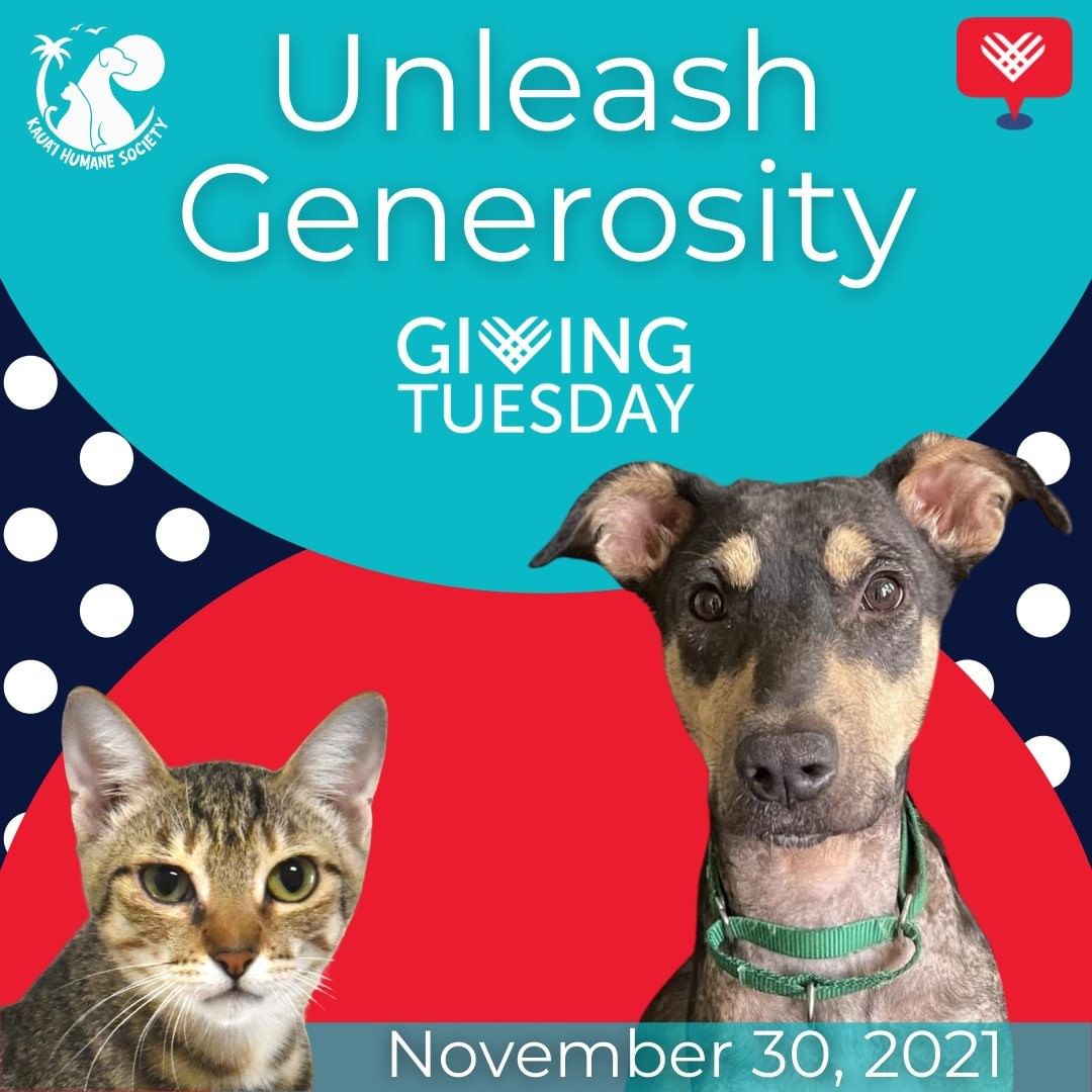 Tomorrow is the day! Set your alarms because it's Giving Tuesday! By donating on Giving Tuesday, you're supporting the hundreds and thousands of animals we take in every year. You're giving them medical care, food, a clean and safe refuge, enrichment; and ultimately, you're saving their lives. 

Please donate at https://bit.ly/givingtuesdaykhs. 

Mahalo for your support! 

<a target='_blank' href='https://www.instagram.com/explore/tags/givingtuesday2021/'>#givingtuesday2021</a> <a target='_blank' href='https://www.instagram.com/explore/tags/givingtuesday/'>#givingtuesday</a> <a target='_blank' href='https://www.instagram.com/explore/tags/supportyourshelter/'>#supportyourshelter</a>