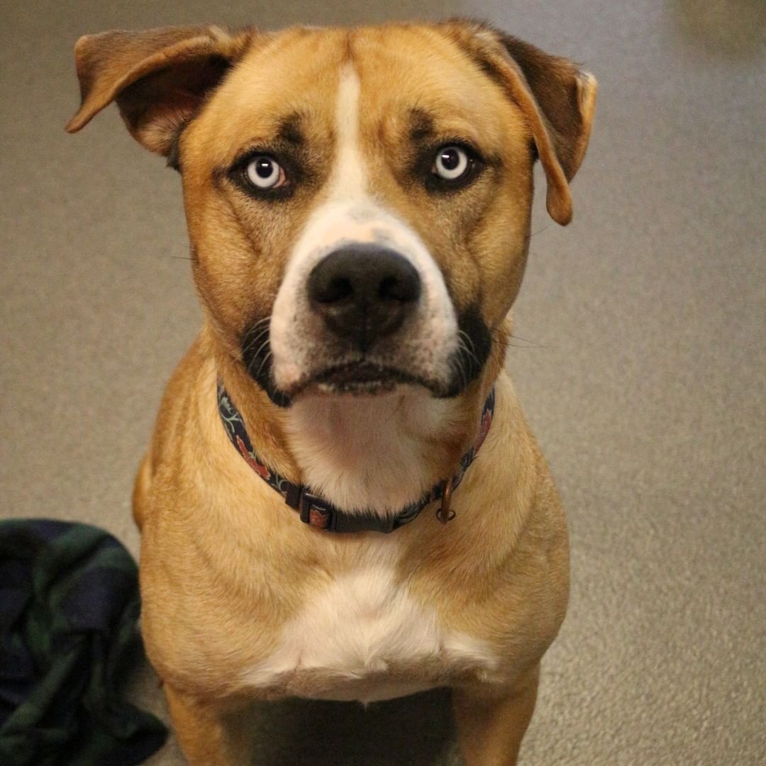 Bennett is a very mellow and super sweet boy who shows signs of being housetrained and takes treats gently.

Give us a call at (316) 524-9196 to place a hold on Bennett.
Visit our website at www.kshumane.org

<a target='_blank' href='https://www.instagram.com/explore/tags/AdoptICT/'>#AdoptICT</a>