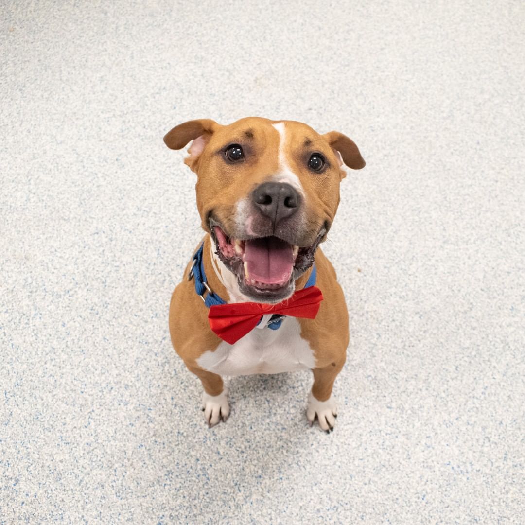 It's day 3 of our Black Friday Bonanza and Lyon is wearing his snazzy bow tie in hopes he'll catch your eye! Our shelters are full of amazing pets like Lyon who are waiting to find their new home. Adoption fees are waived at all LifeLine shelters until Monday! There are hundreds of animals in our care waiting to meet you. 

<a target='_blank' href='https://www.instagram.com/explore/tags/adoptme/'>#adoptme</a> <a target='_blank' href='https://www.instagram.com/explore/tags/adoptdontshop/'>#adoptdontshop</a> <a target='_blank' href='https://www.instagram.com/explore/tags/rescuedismyfavoritebreed/'>#rescuedismyfavoritebreed</a> <a target='_blank' href='https://www.instagram.com/explore/tags/OurCityOurAnimals/'>#OurCityOurAnimals</a>