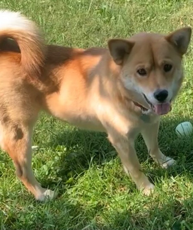 Meet Sandy!
🐾Female
🐾Age: 2 years old 
🐾Weight: 44 lbs 
🐾Breed: Shiba Inu Mix
❤️
Hey there, I’m Sandy! I’m a very shy girl who has come to love her foster parents and foster fur siblings after living in the wild for the first two years of my life so I’m still learning the ropes of what it’s like to be in a loving home. I know that once I find my forever family who will give me all the love I deserve; I will warm up!
☀️
I’m still working on the basics; I’m truly not a fan of walking on a leash but I’m trying to work on it. With that, a fenced in yard would be best to safely get my energy out but dog parks would also work for me since I get along with all dogs! I have not mastered house training, but I think I’m getting the hang of it and with patience, routine, and repetition I think I will have it mastered in no time!
🍁
I have learned to go into my kennel with the help of a tasty treat and sleep there perfectly comfy at night. I do wake up every night routinely to go potty and will bark to let you know. I don’t like to be left alone for too long; otherwise, I am quite the talker! I love playing with my foster fur siblings and will require a fur sibling in my forever home who will continue showing me the ropes which will allow me to gain more confidence by following their lead. I have not fully met cats; however, I have seen a barn cat in passing and didn’t seem to mind it too much.
🌻
I like to nudge you to entice you to play with me. I do tend to nibble sometimes instead of nudge when I get super excited but I’m starting to learn that I shouldn’t do that when you tell me. I love having a toy that I can chew on and squeak; if not, I can get bored and look for other cool “chew toys” that are left in my reach. I am really excited to find my perfect forever family who is not only willing to give me a chance but is patient and loving! 
🍎
If you are interested in meeting Sandy, apply to adopt her at www.causeforcanines.org
Adoption fee: $250
Must be an Ohio resident & 23 or older.
Children must be 8 or older.