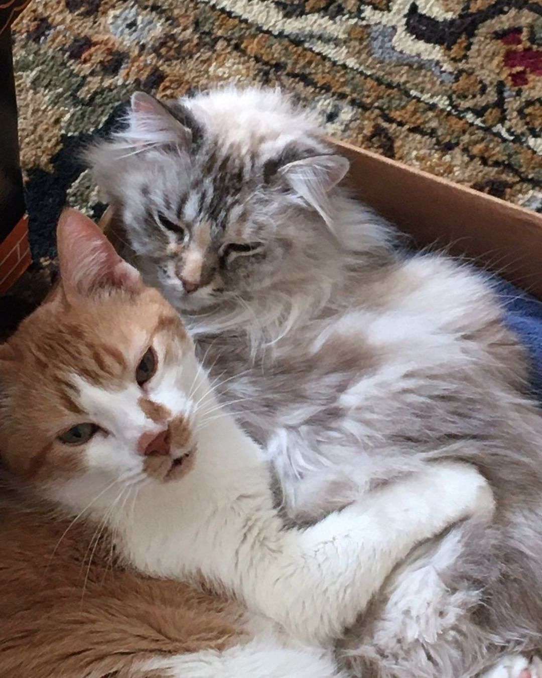 HAPPY TAILS SUNDAY!
The best part of being a Cat Rangers volunteer is seeing our kitties in their new homes.  We love seeing these happily ever after photos with their families. Thank you for sharing their stories and we wish our new families many years of fun and joy with their new babies.